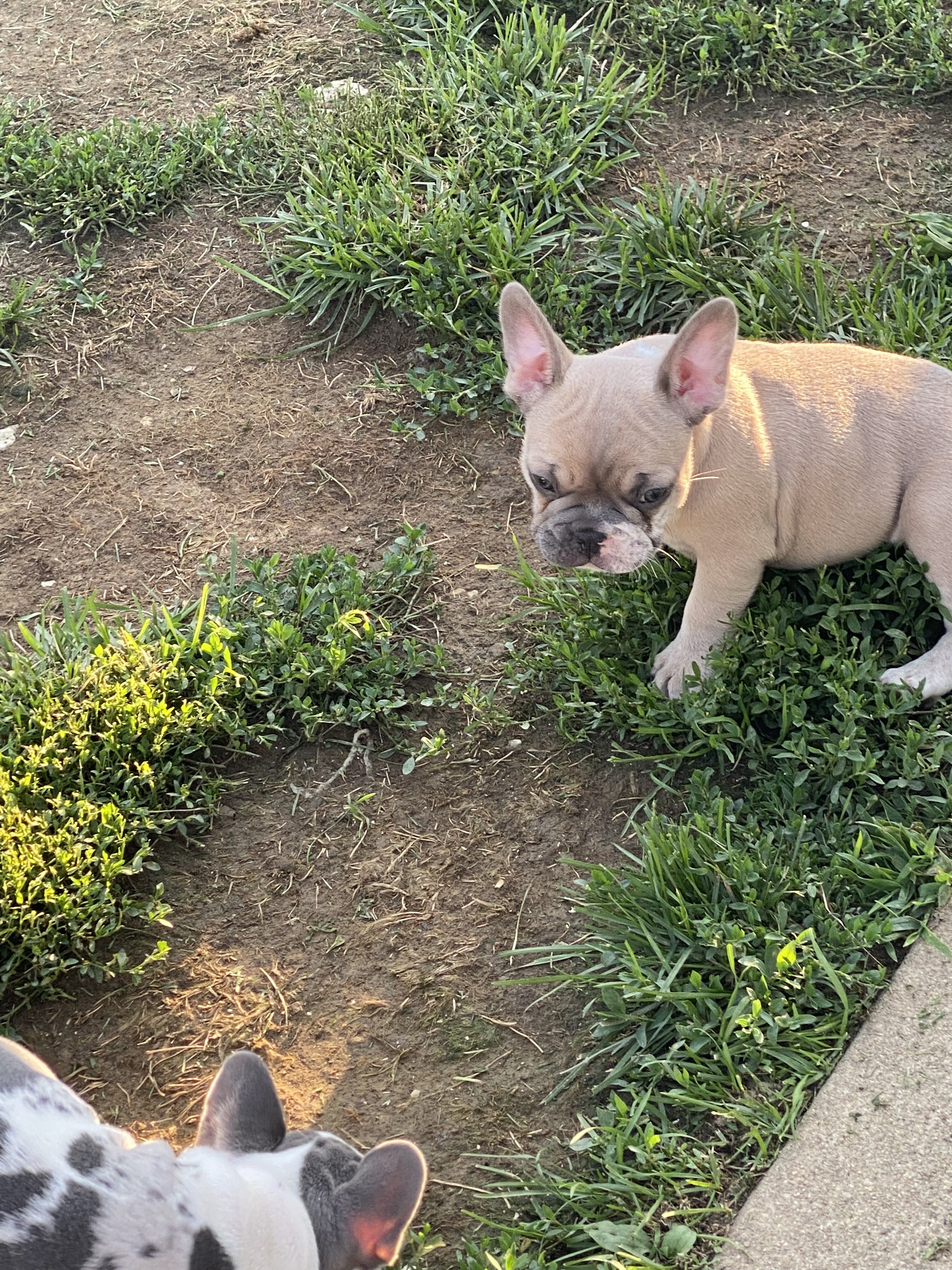 French bulldogs image 3