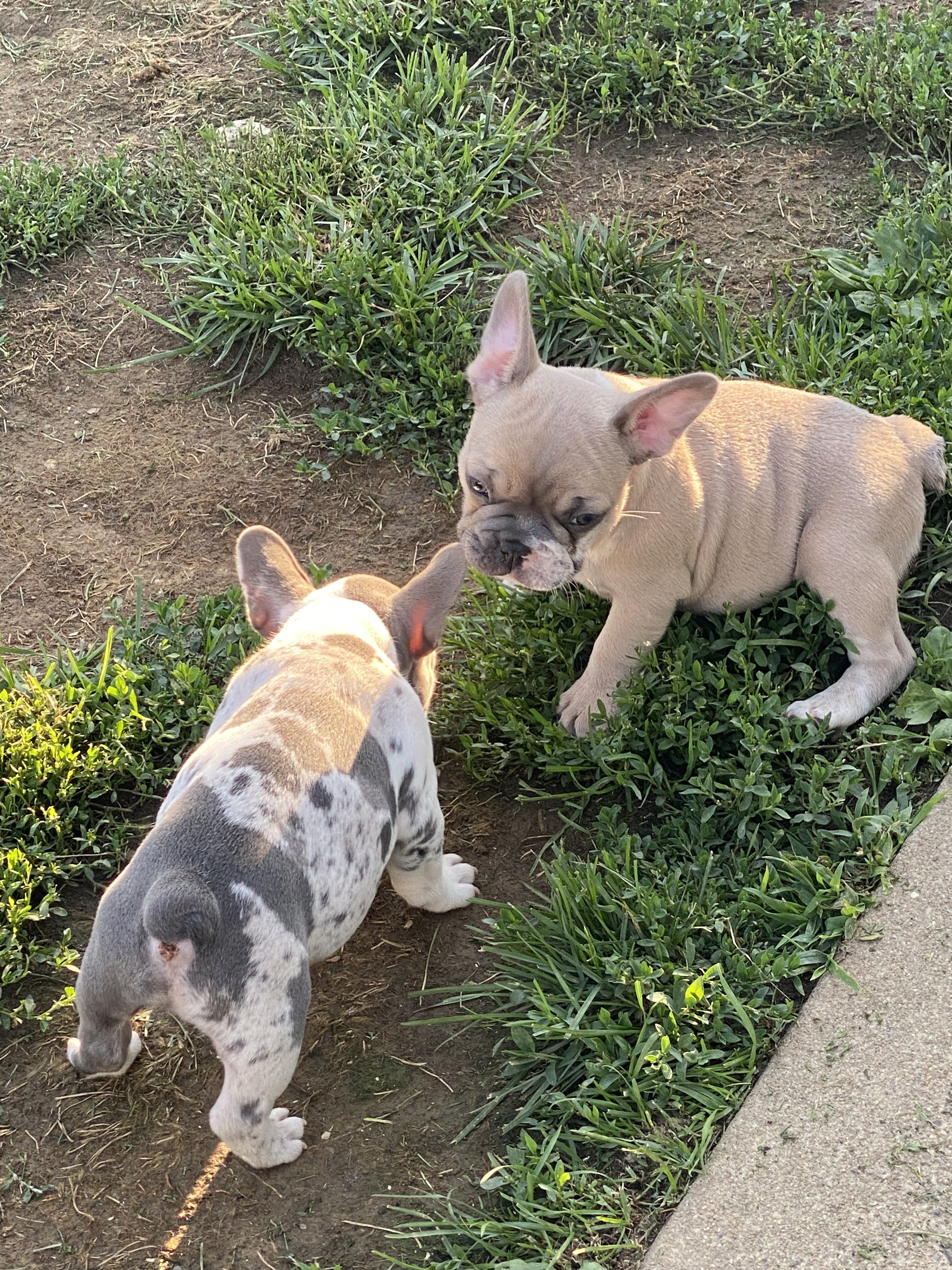 French bulldogs image 2
