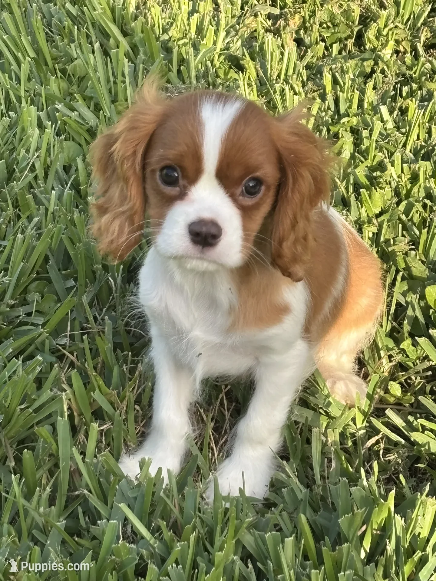 Cavalier King Charles Spaniel image 1