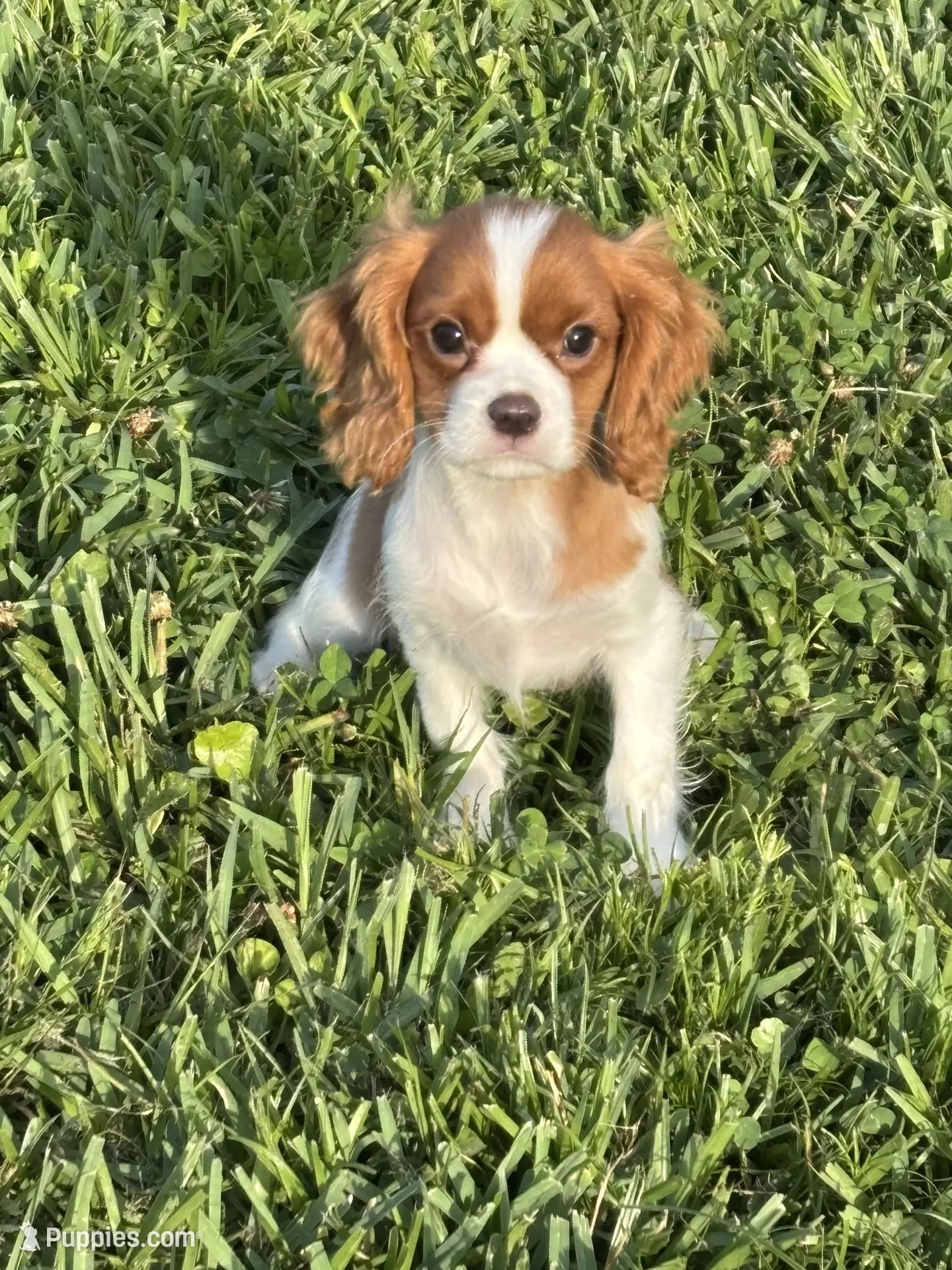 Cavalier King Charles Spaniel image 2