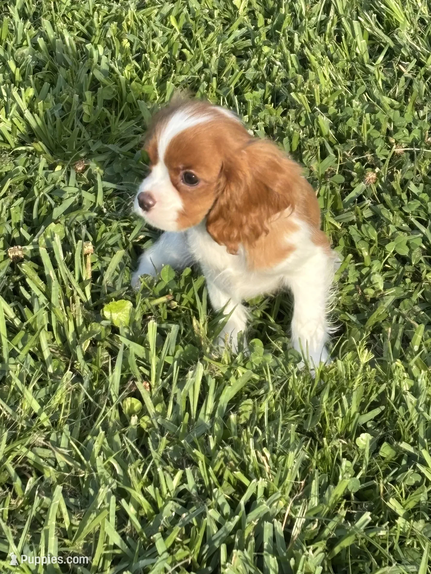Cavalier King Charles Spaniel image 3