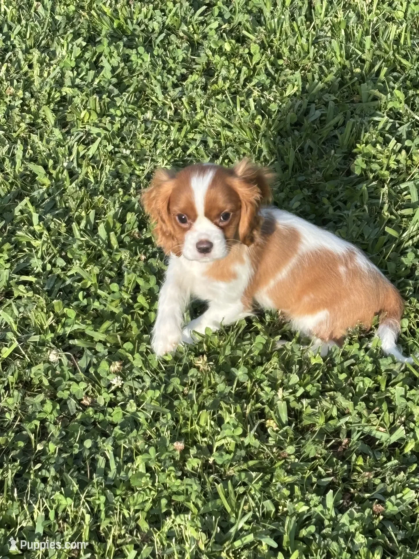 Cavalier King Charles Spaniel image 4