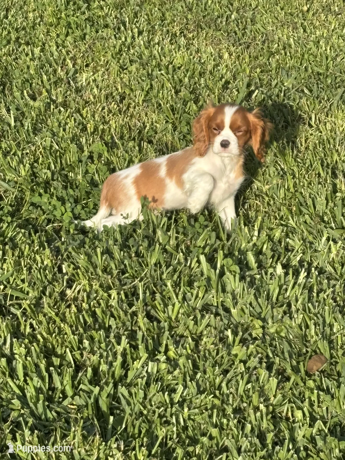 Cavalier King Charles Spaniel image 5