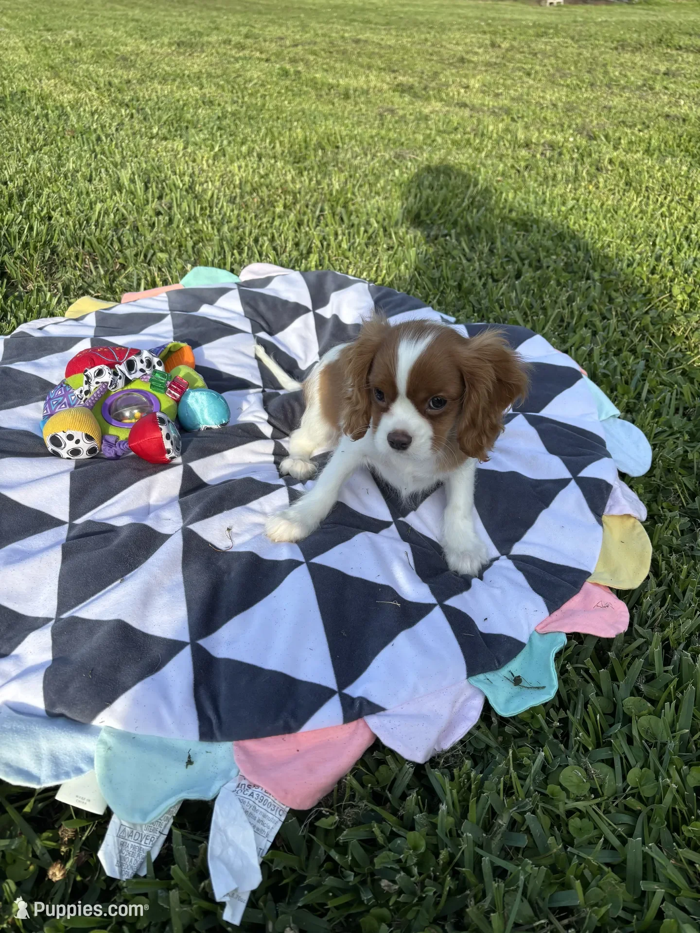 Cavalier King Charles Spaniel image 6