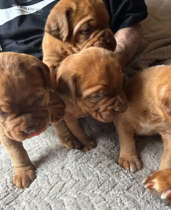 Classic Dogue De Bordeaux Puppies image 2