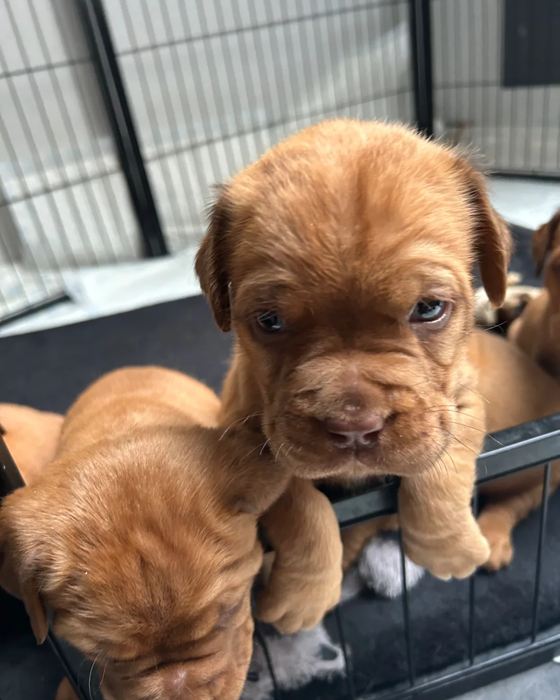 Classic Dogue De Bordeaux Puppies image 1