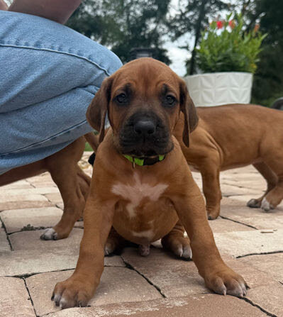 Rhodesian Ridgeback Puppies for sale image 1