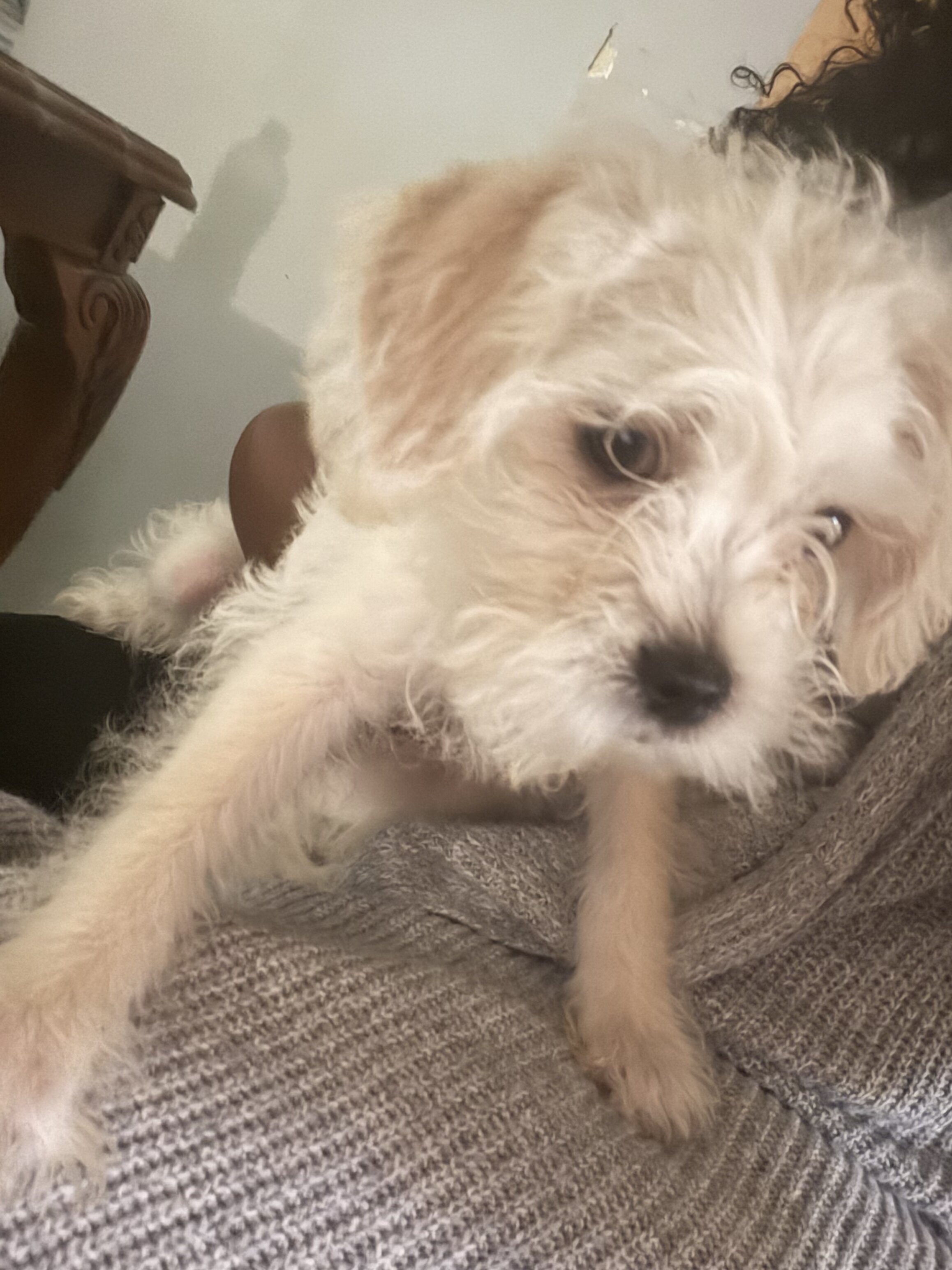 White Maltipoo Puppy image 2