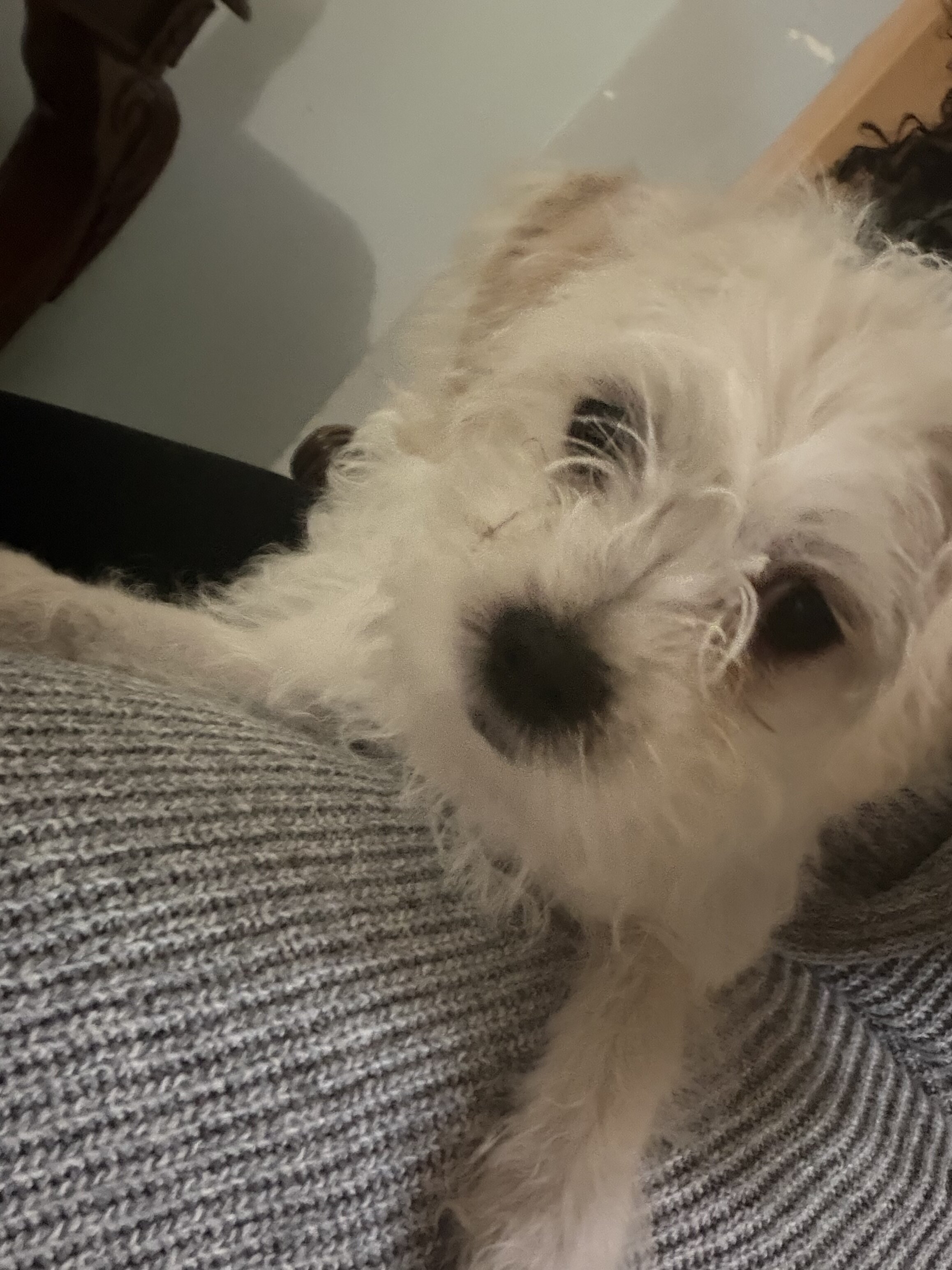 White Maltipoo Puppy image 3