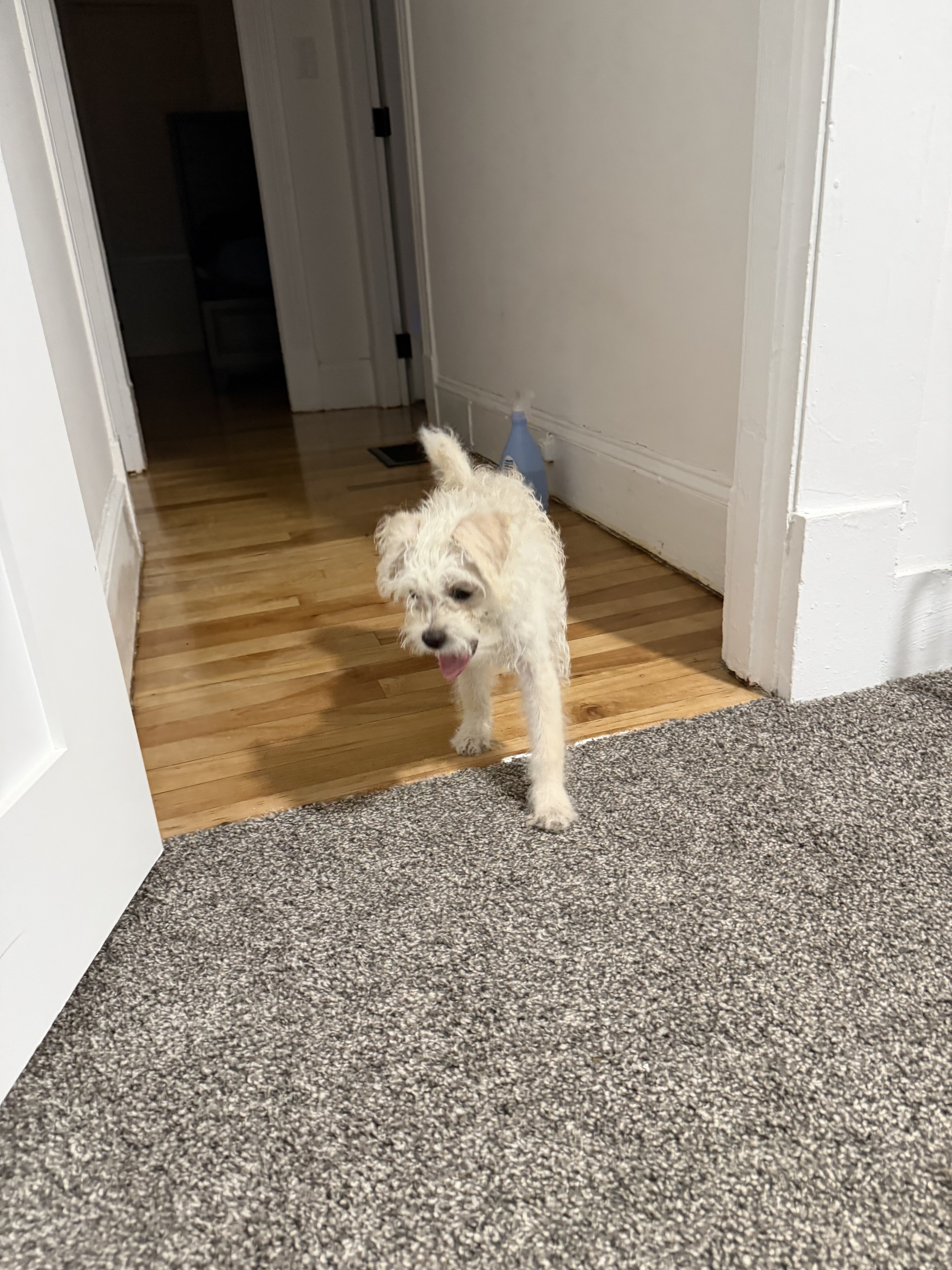 White Maltipoo Puppy image 1