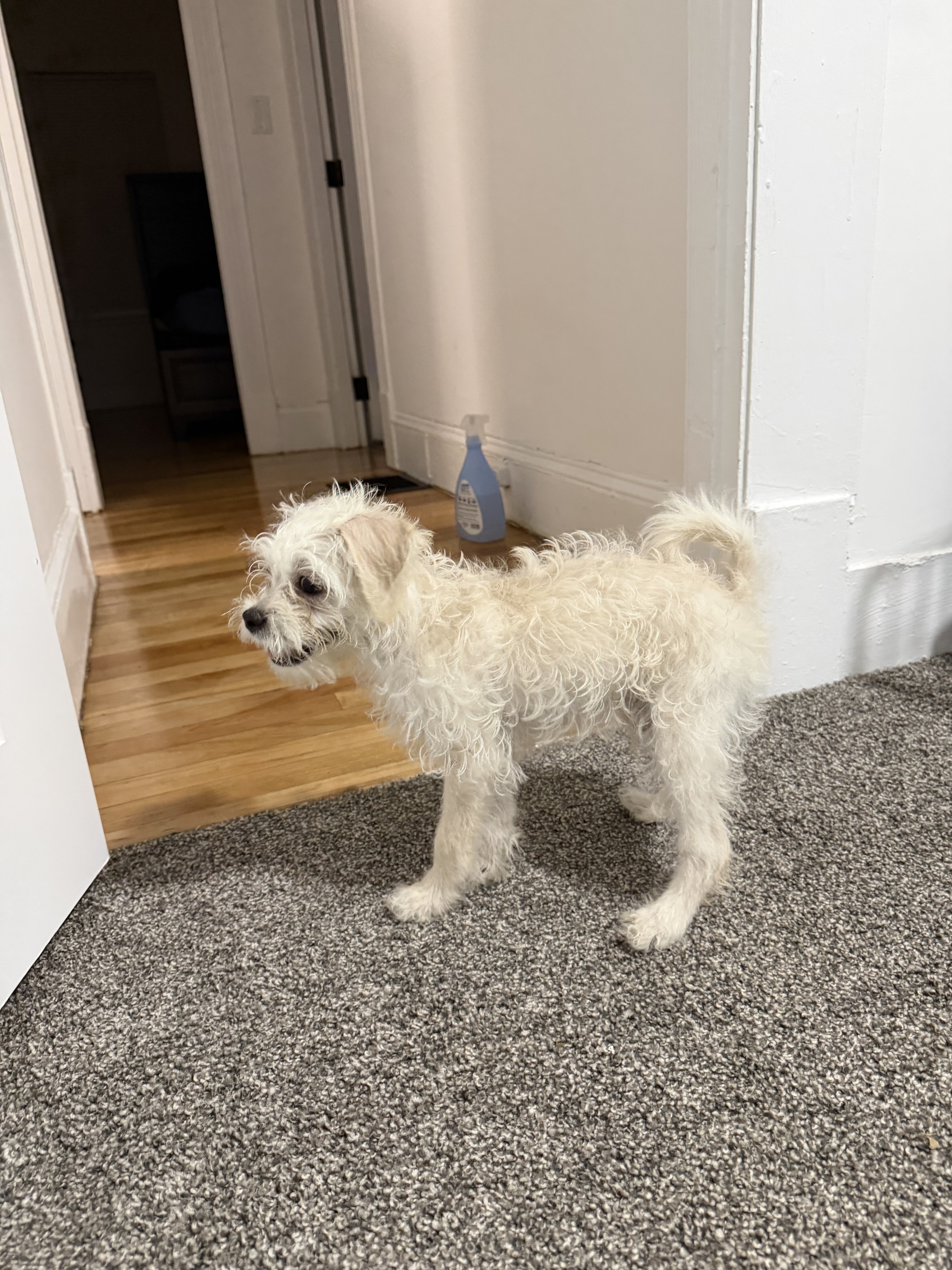 White Maltipoo Puppy image 4