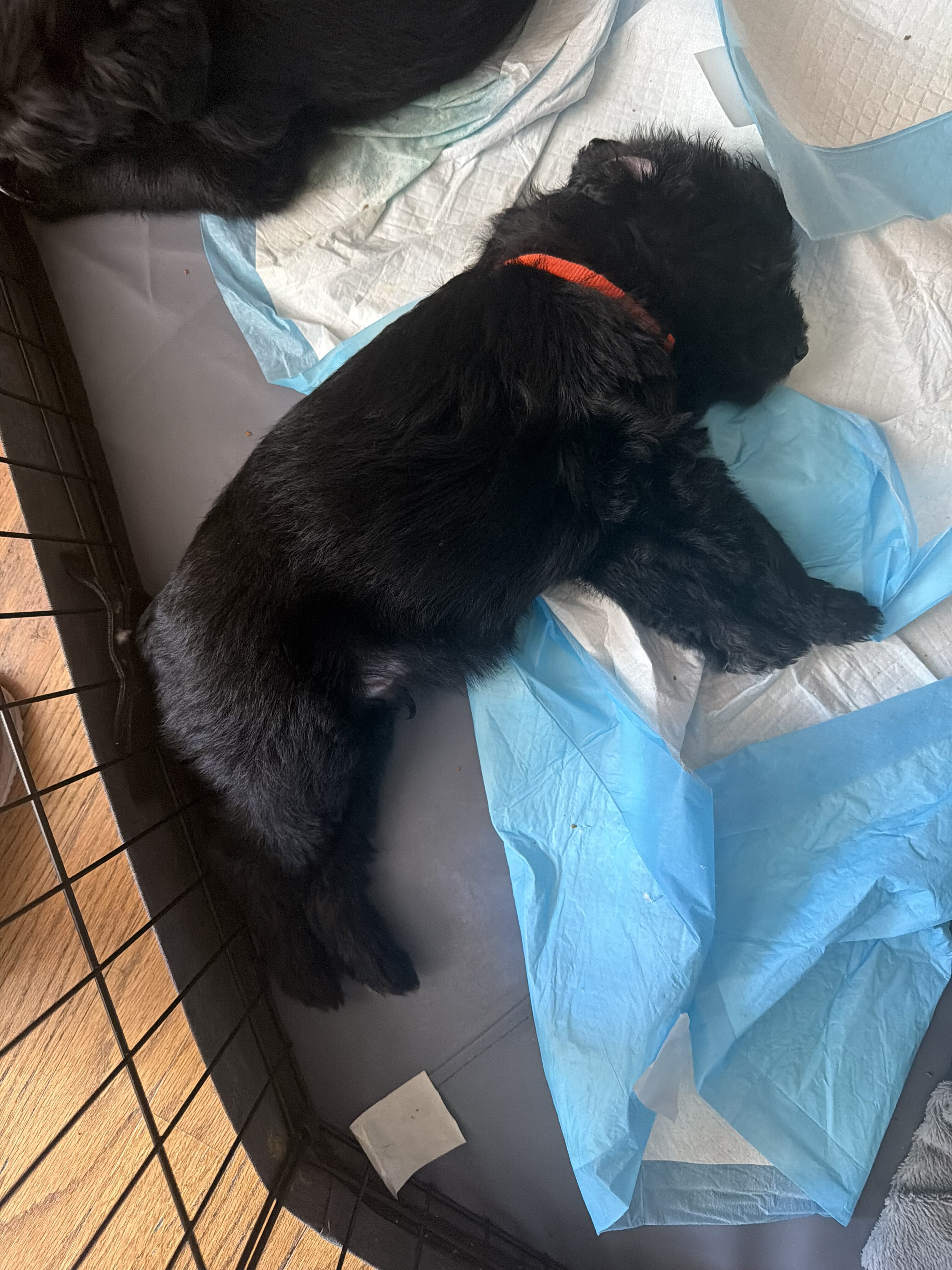 Male Belgian malinois/ goldendoodle image 2