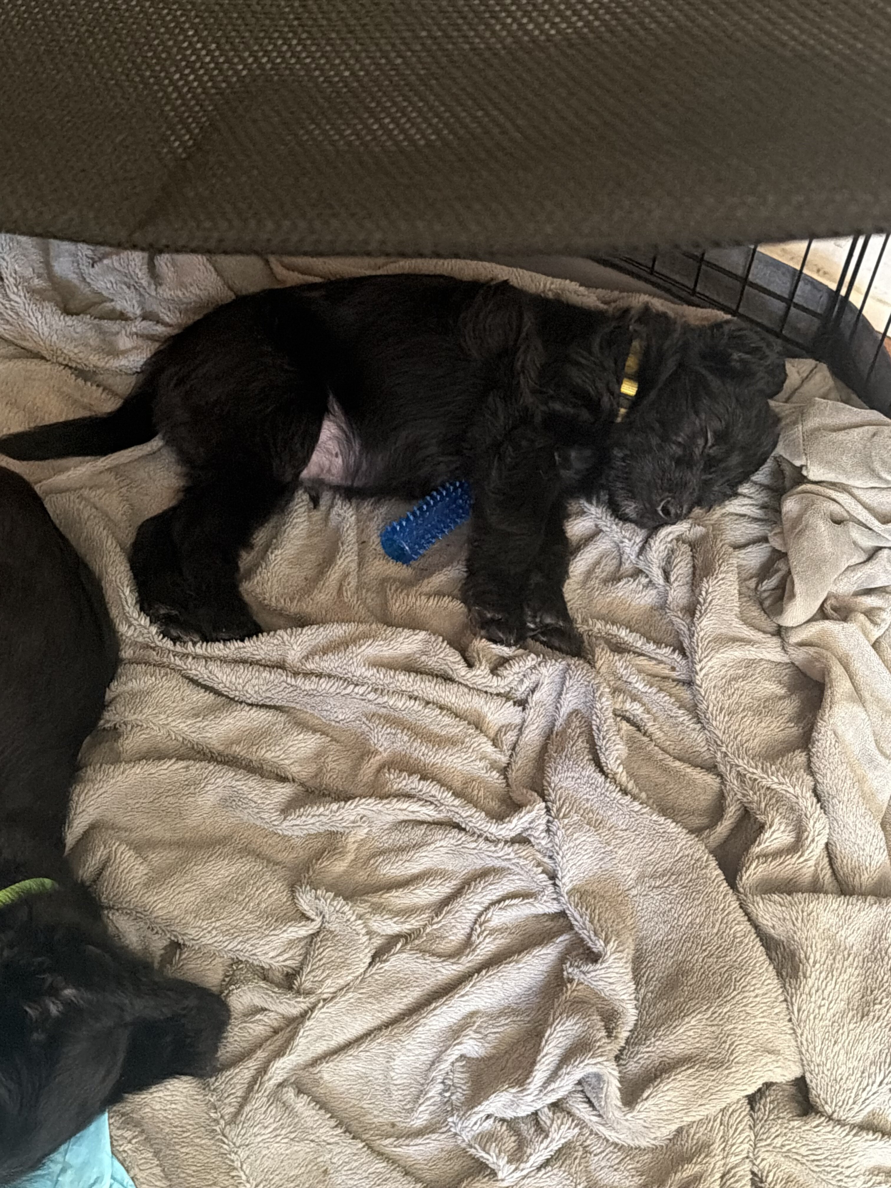 Male Belgian malinois/ goldendoodle image 3