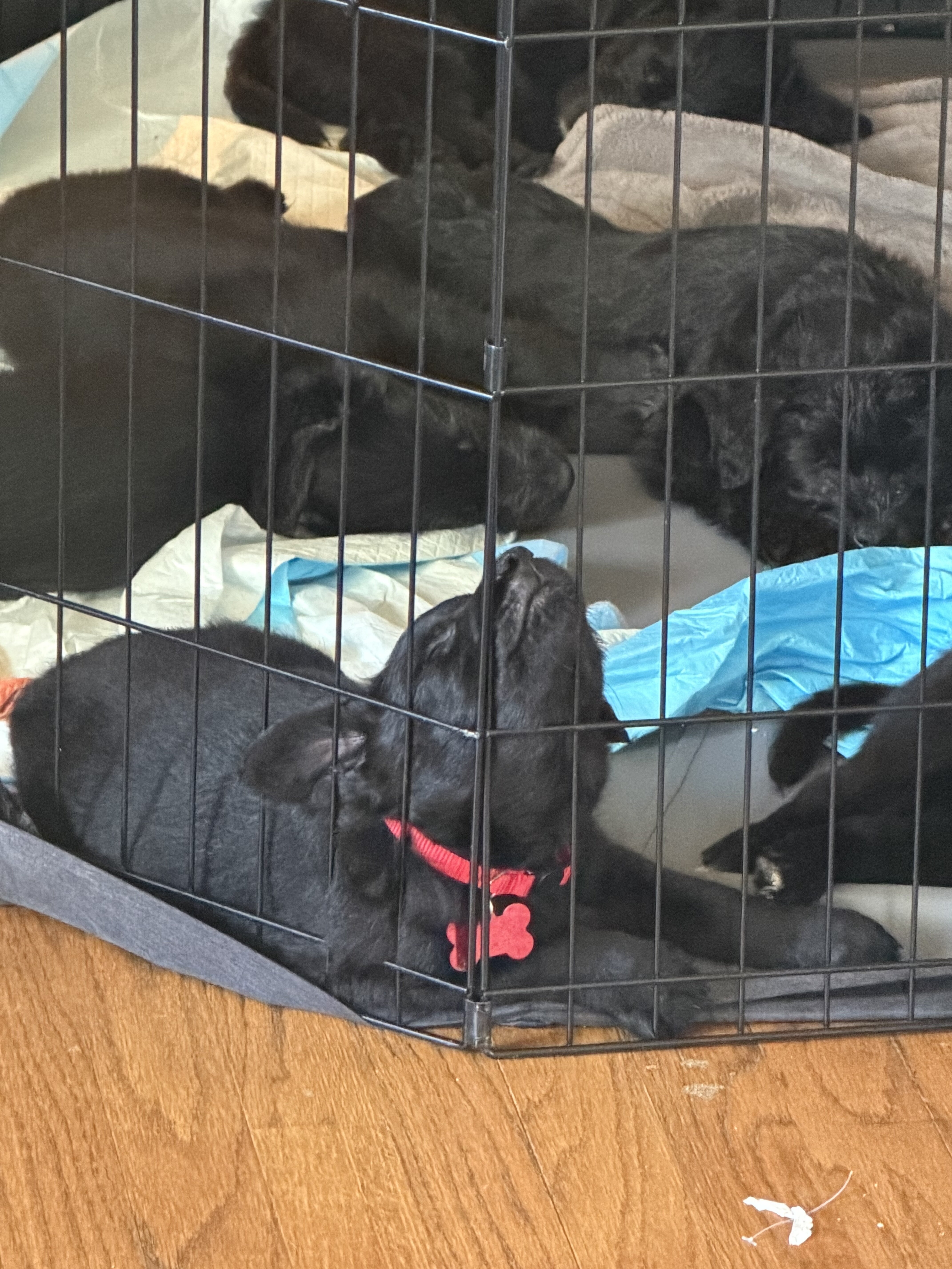 Male Belgian malinois/ goldendoodle image 1
