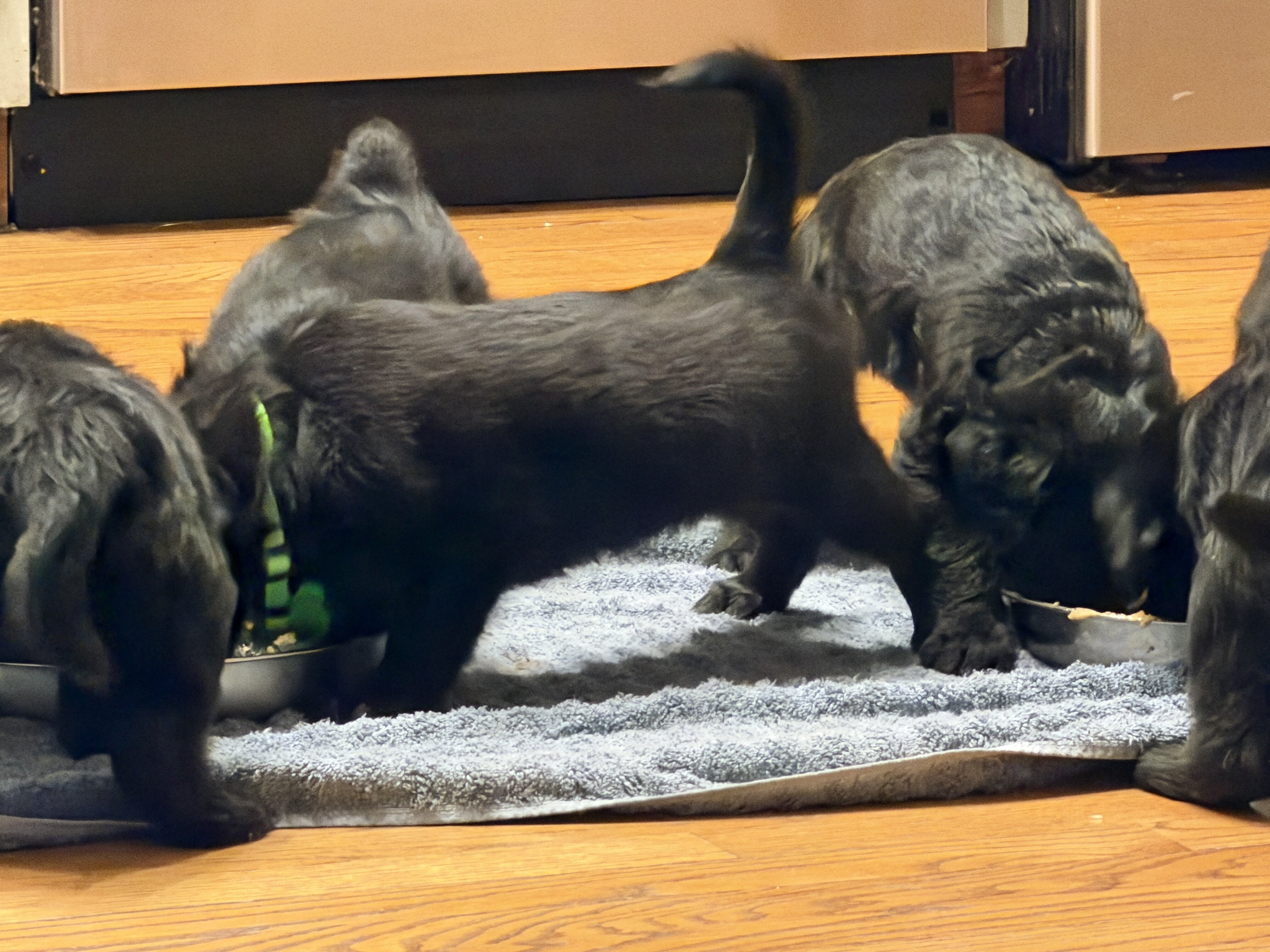 Male Belgian malinois/ goldendoodle image 5