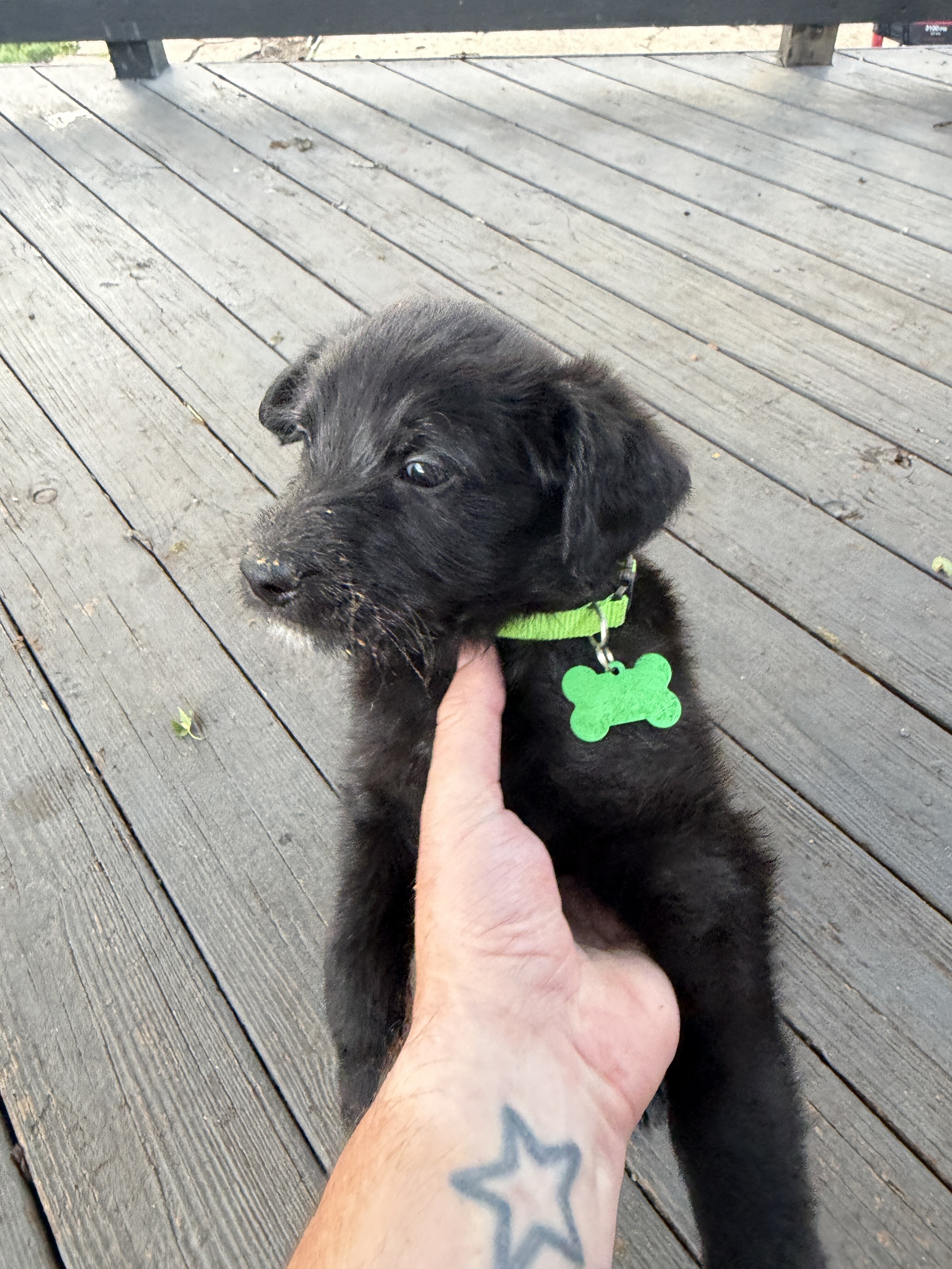 Male Belgian malinois/ goldendoodle image 4