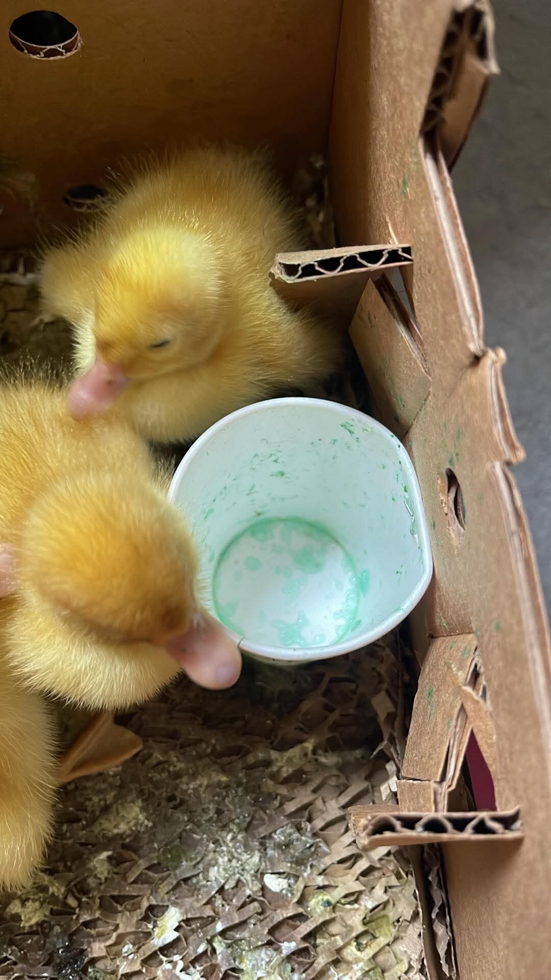 Baby lemon ducks image 1