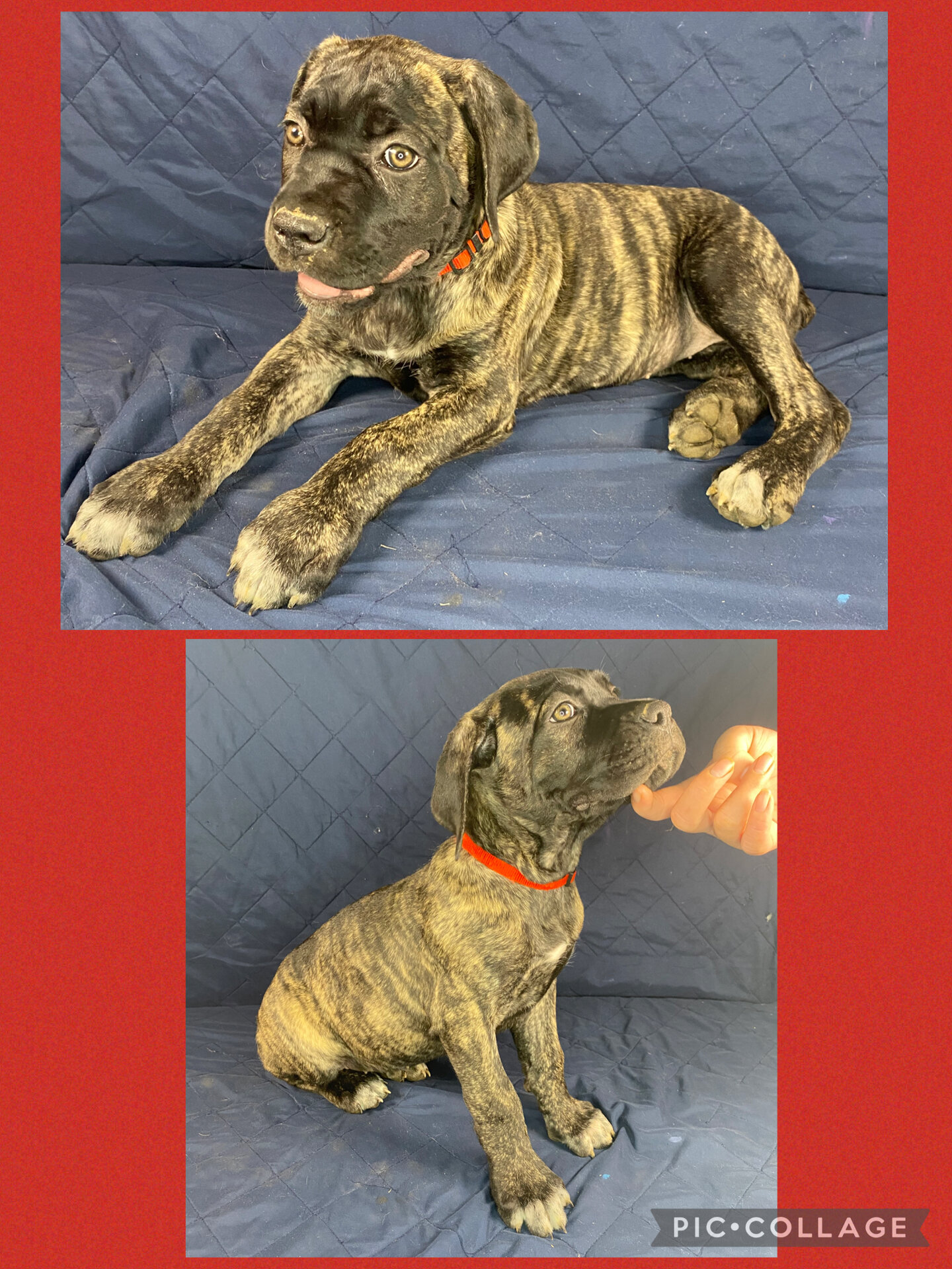 Cane Corso Pulppies- AKC & ICCF Registered image 1