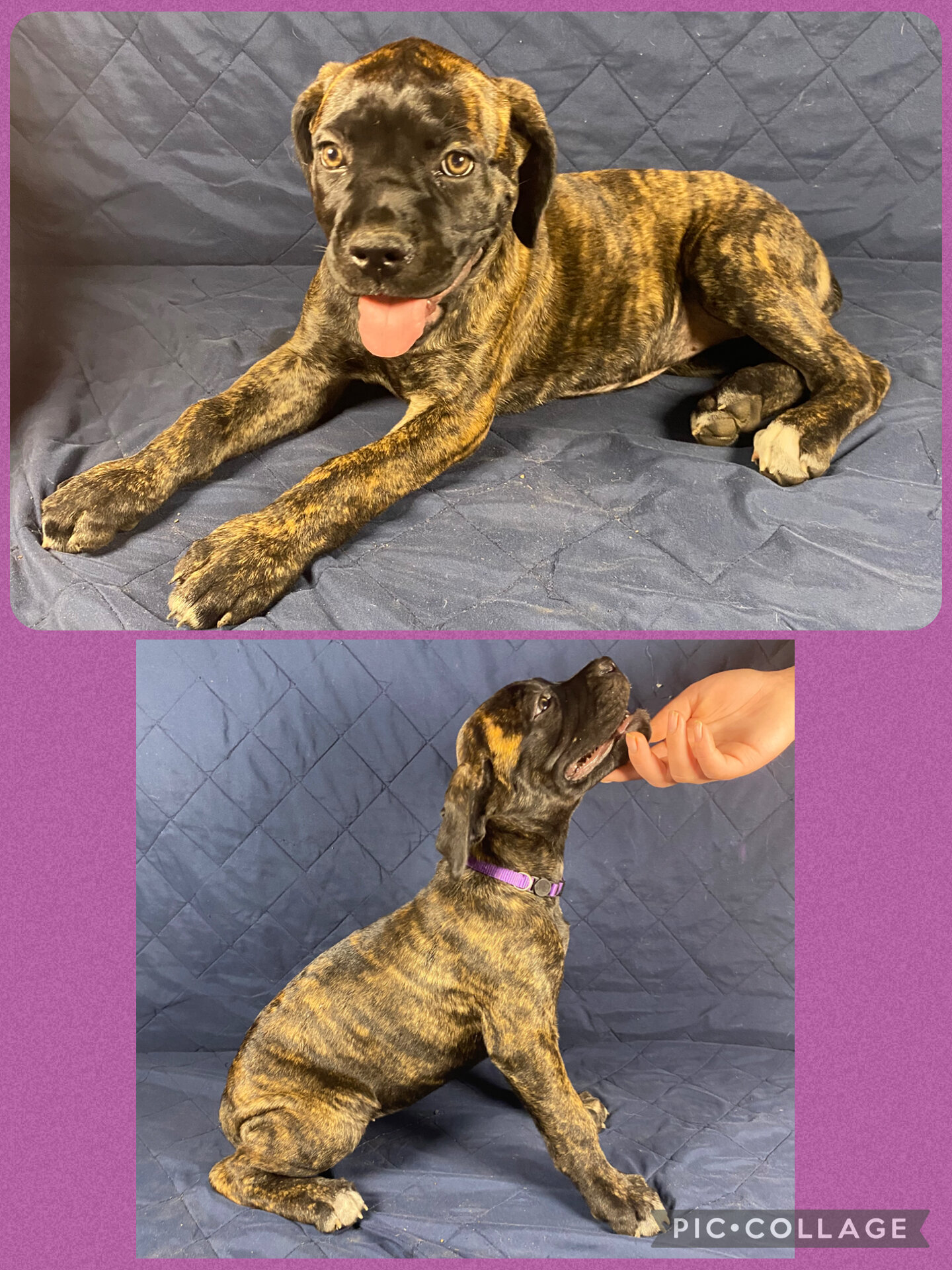 Cane Corso Pulppies- AKC & ICCF Registered image 4