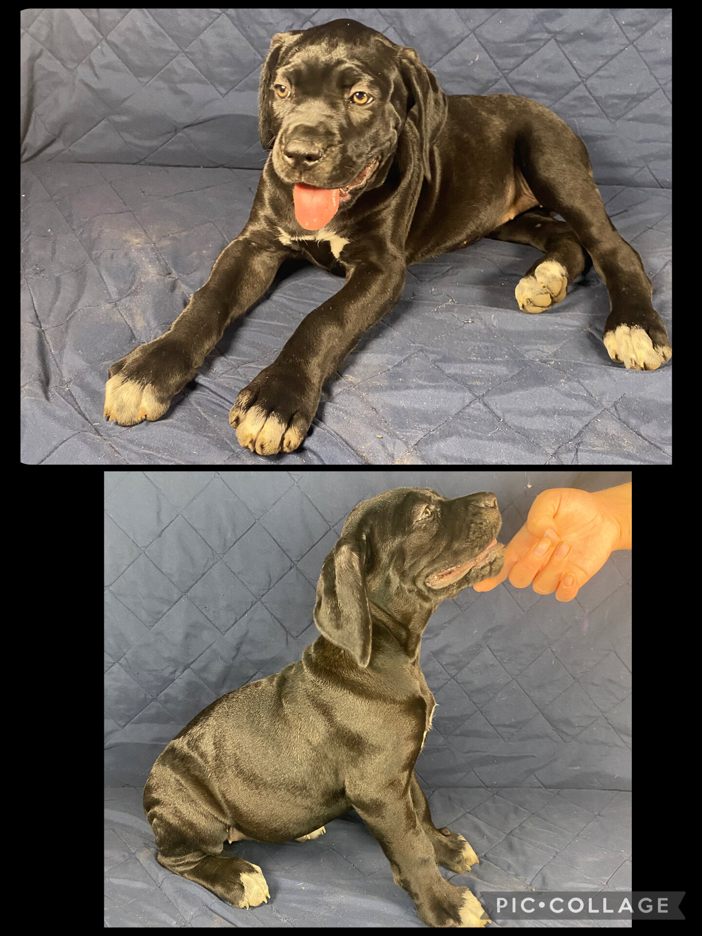 Cane Corso Pulppies- AKC & ICCF Registered image 3