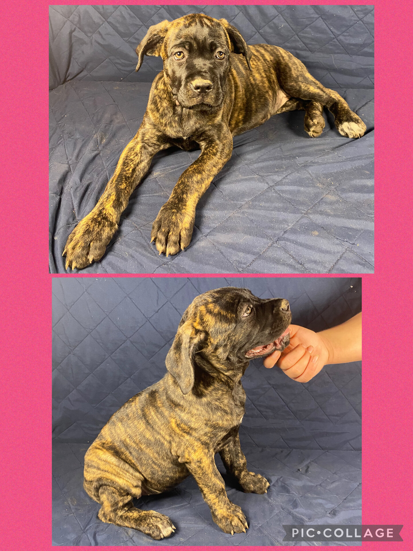 Cane Corso Pulppies- AKC & ICCF Registered image 2