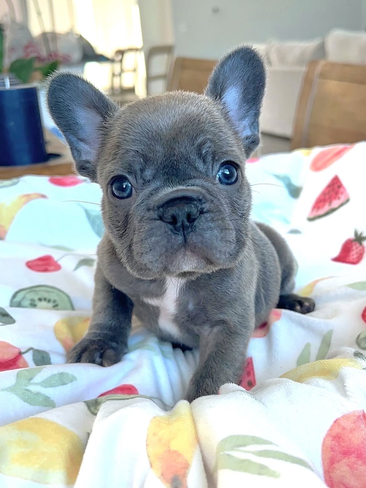 French bulldog image 1