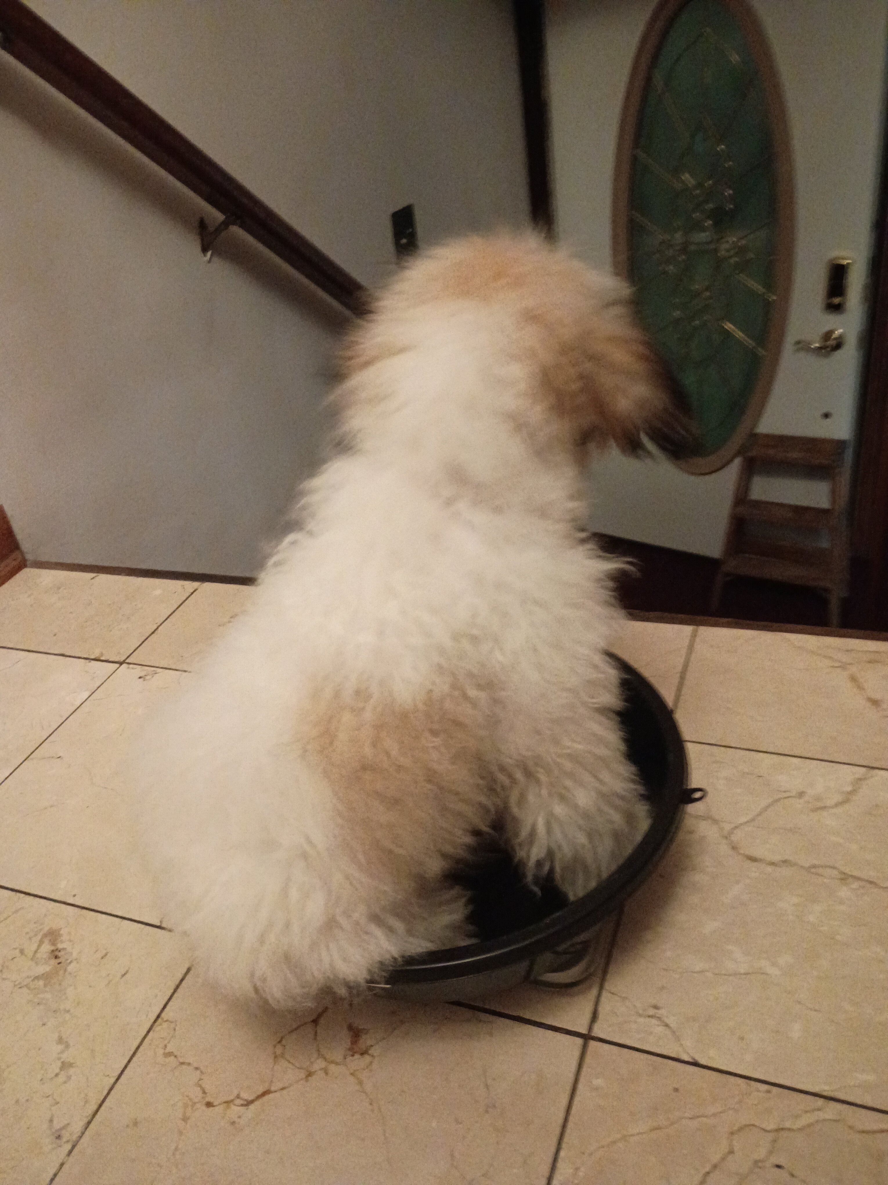 Miniature Golden Doodle image 2