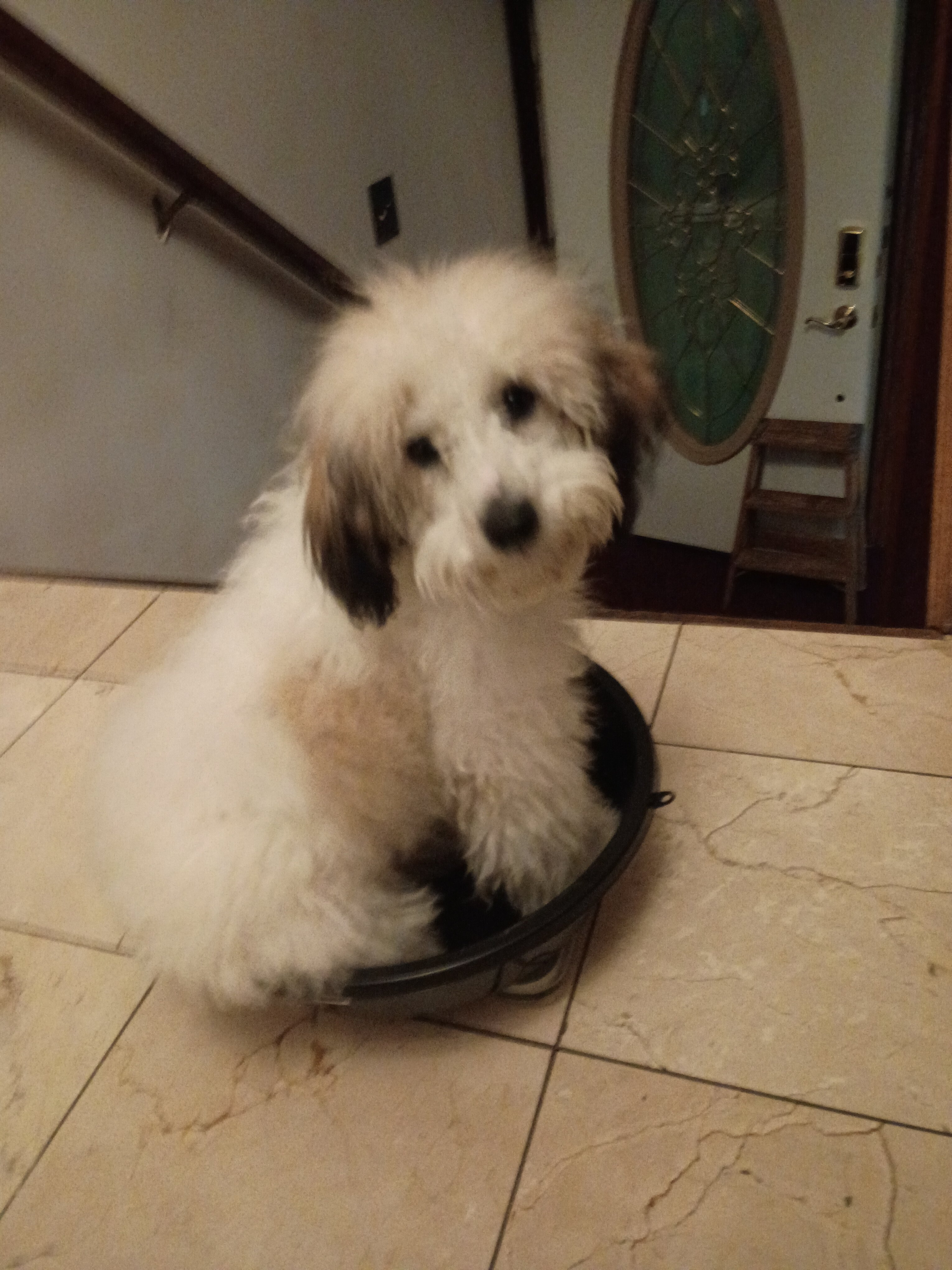 Miniature Golden Doodle image 1