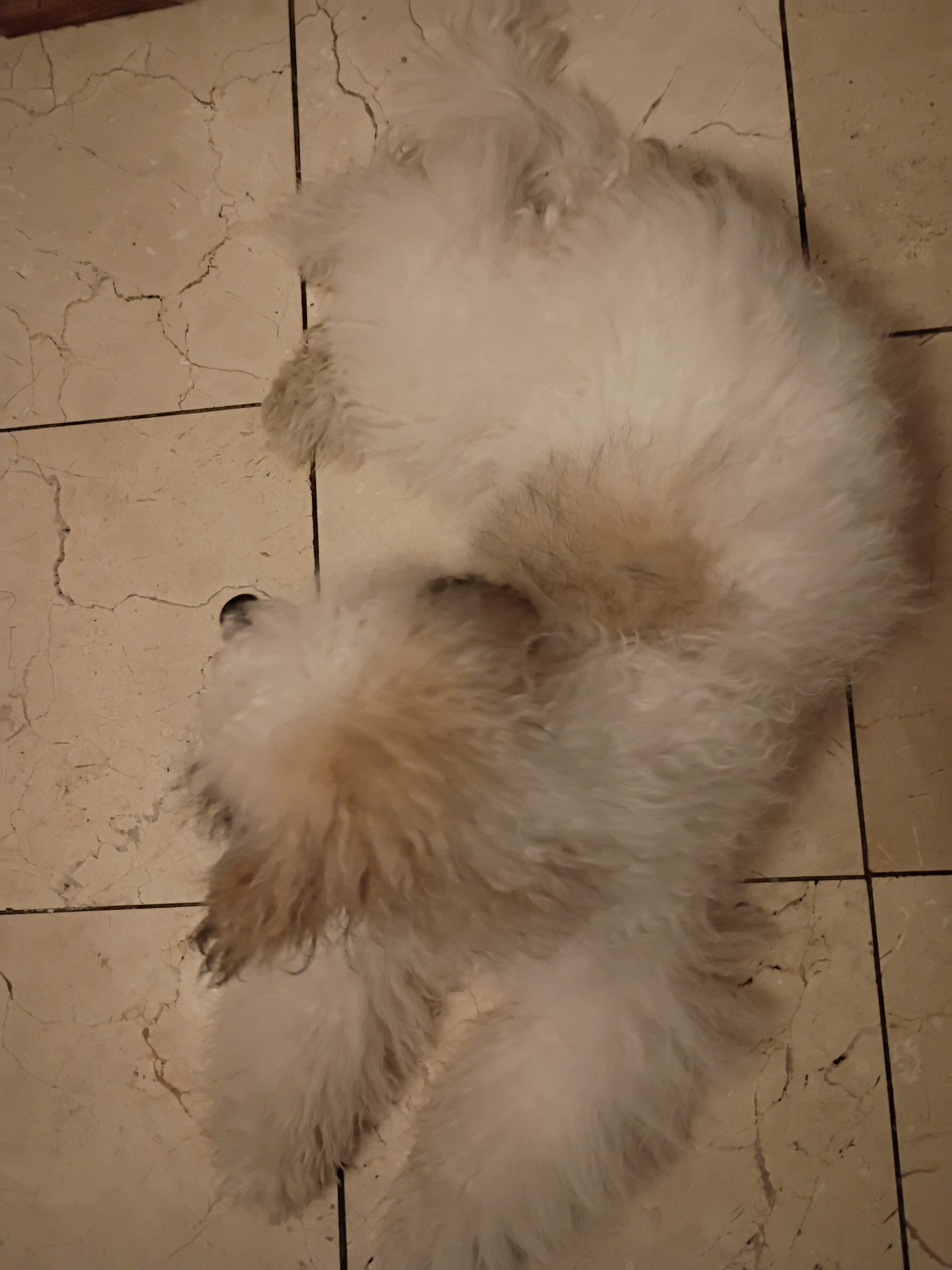 Miniature Golden Doodle image 5