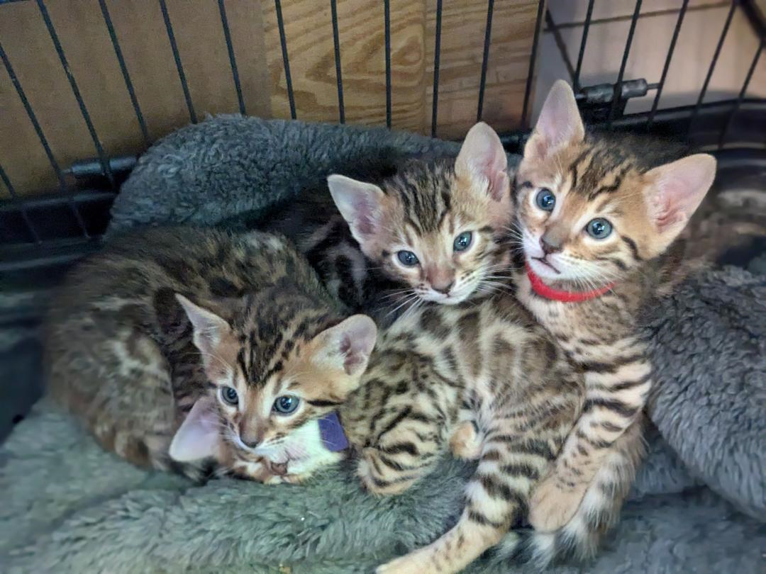 Bengal Kittens image 1