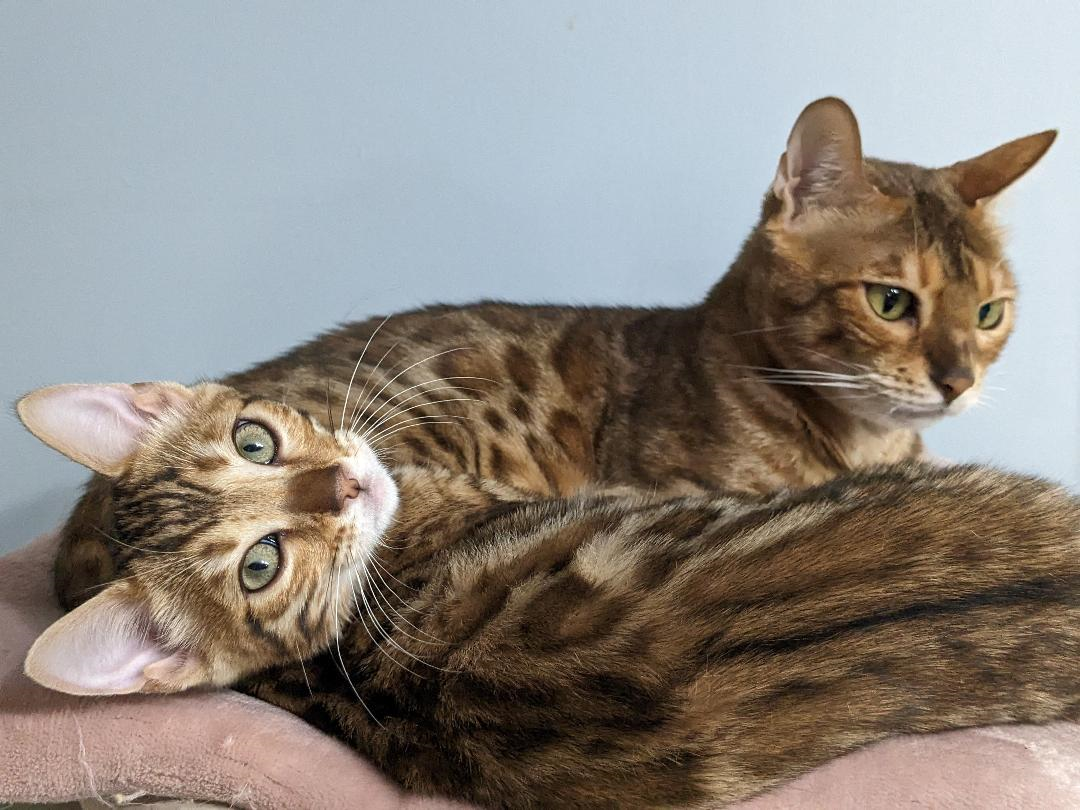 Bengal Kittens image 2