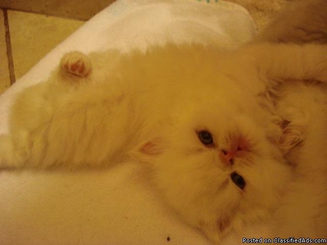 Himalayan Kittens with European Roots image 2