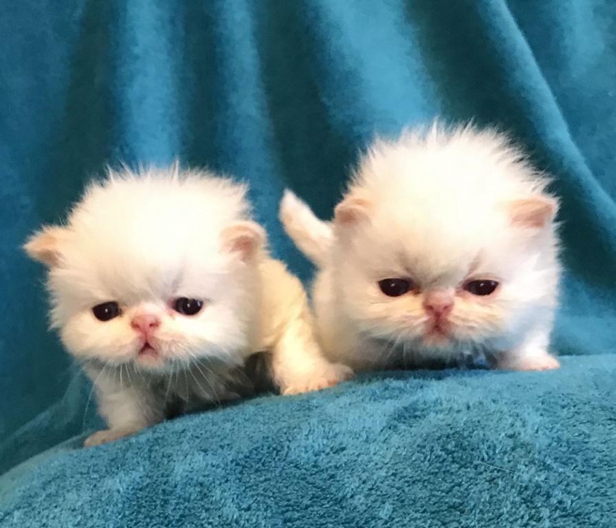 Himalayan Kittens with European Roots image 1