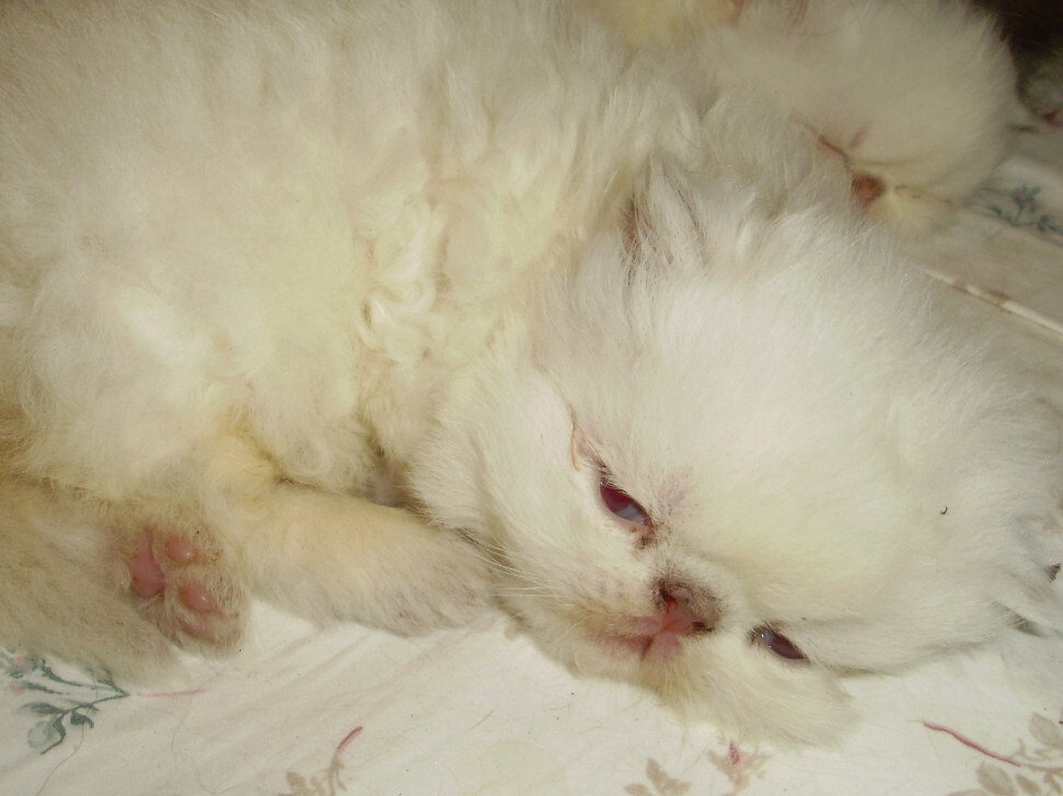 Himalayan Kittens with European Roots image 3
