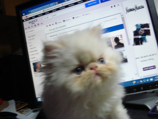 Himalayan Kittens with European Roots image 4