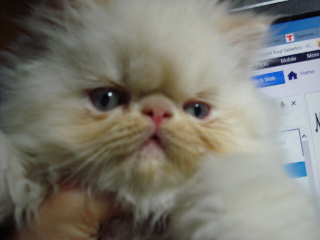 Himalayan Kittens with European Roots image 6