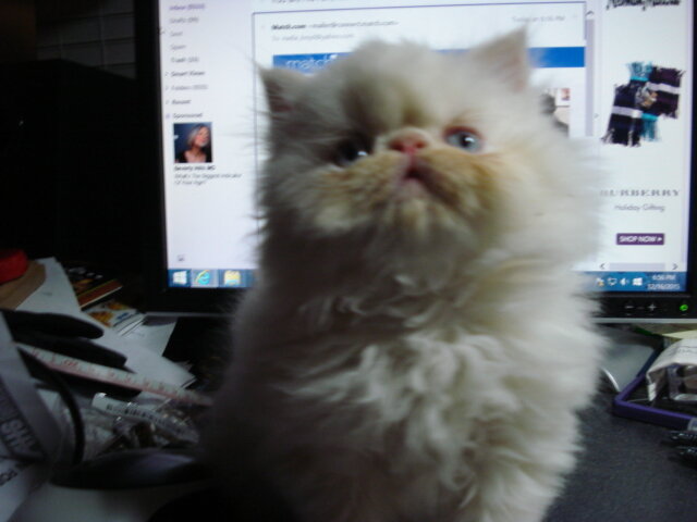 Himalayan Kittens with European Roots image 7