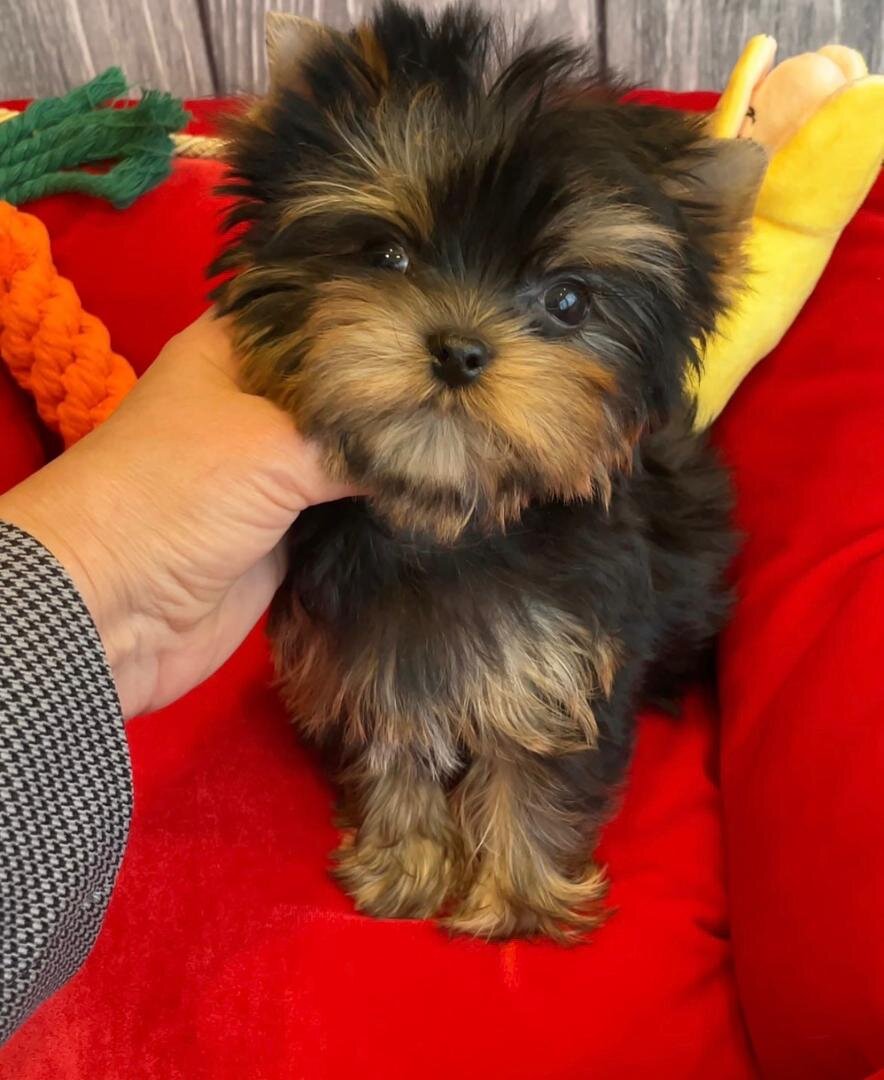 Yorkie Puppy image 4