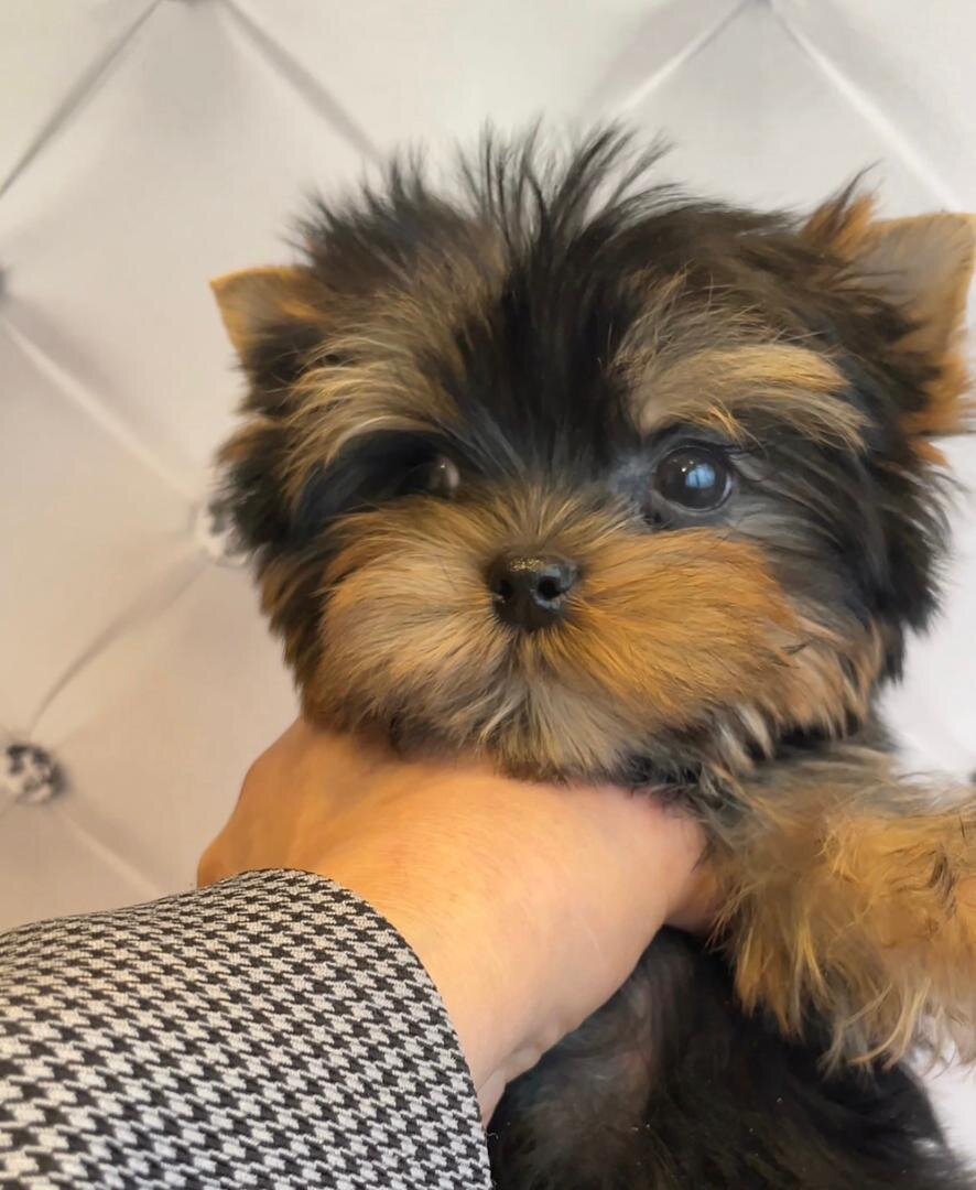 Yorkie Puppy image 2