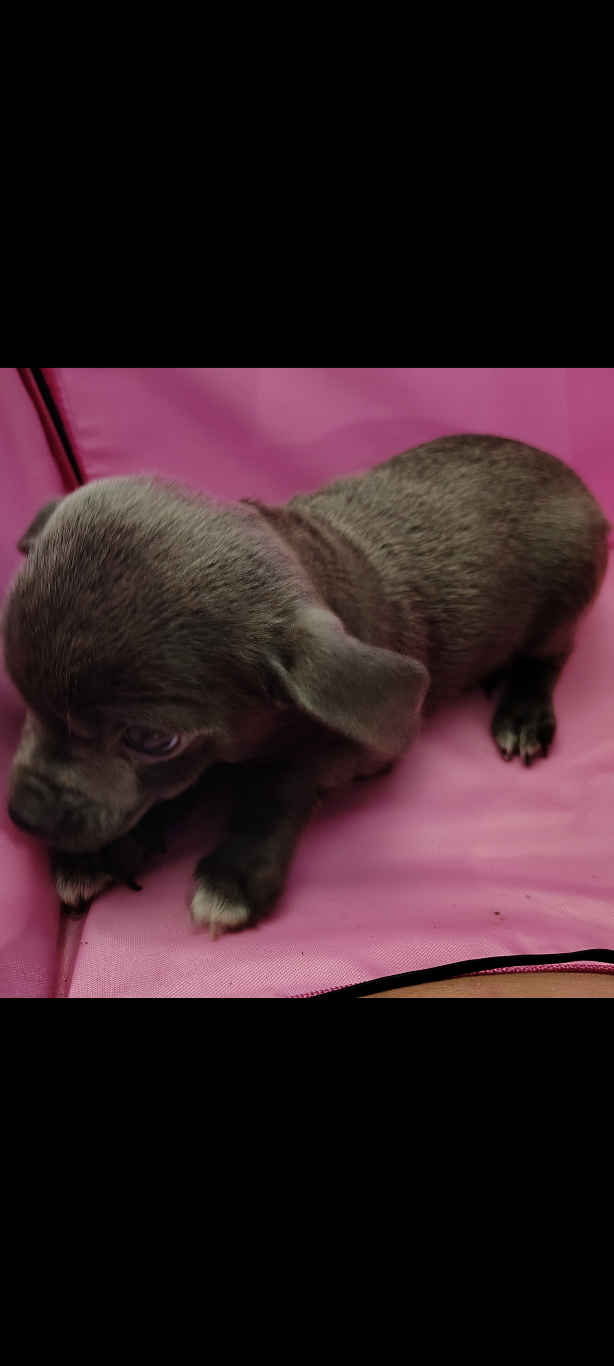 Chihuahua Puppies image 4