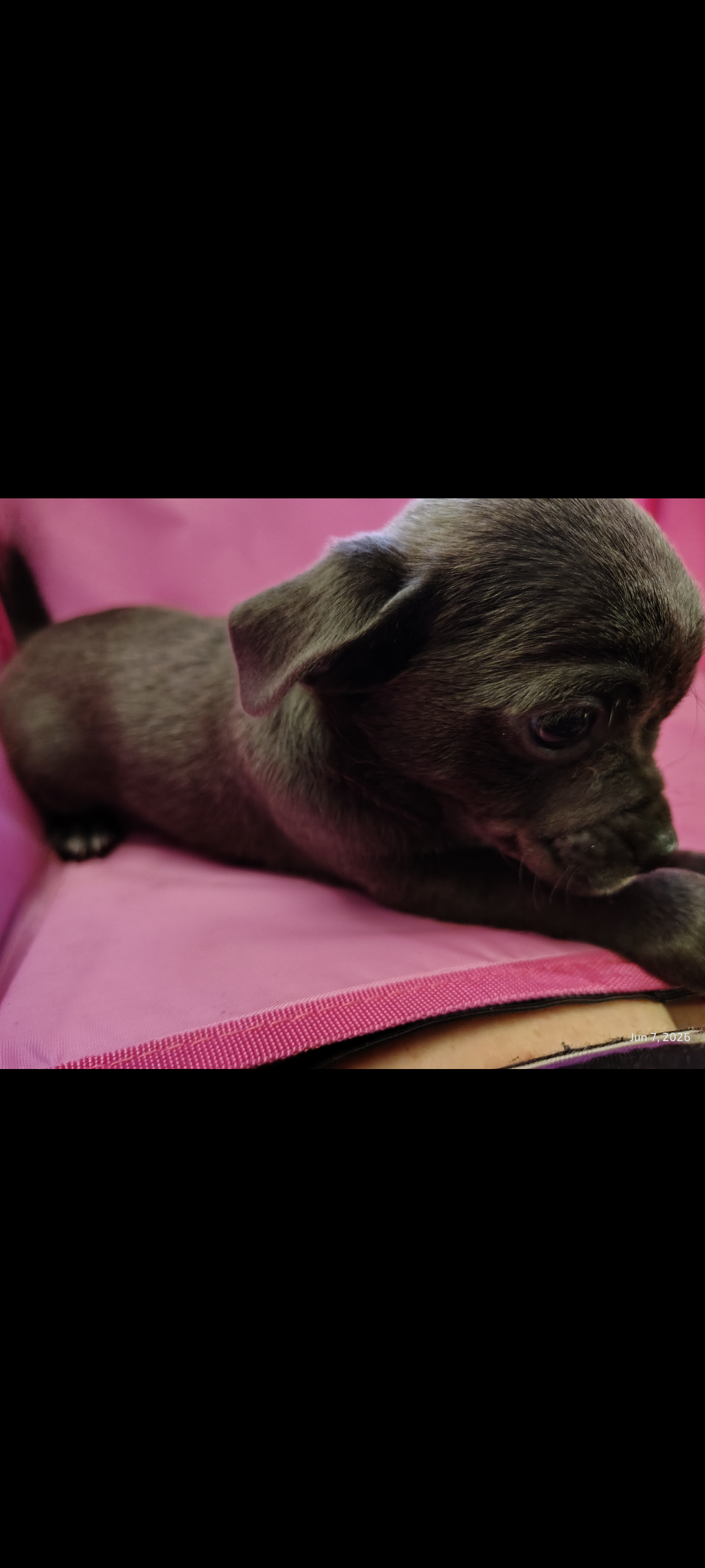 Chihuahua Puppies image 1