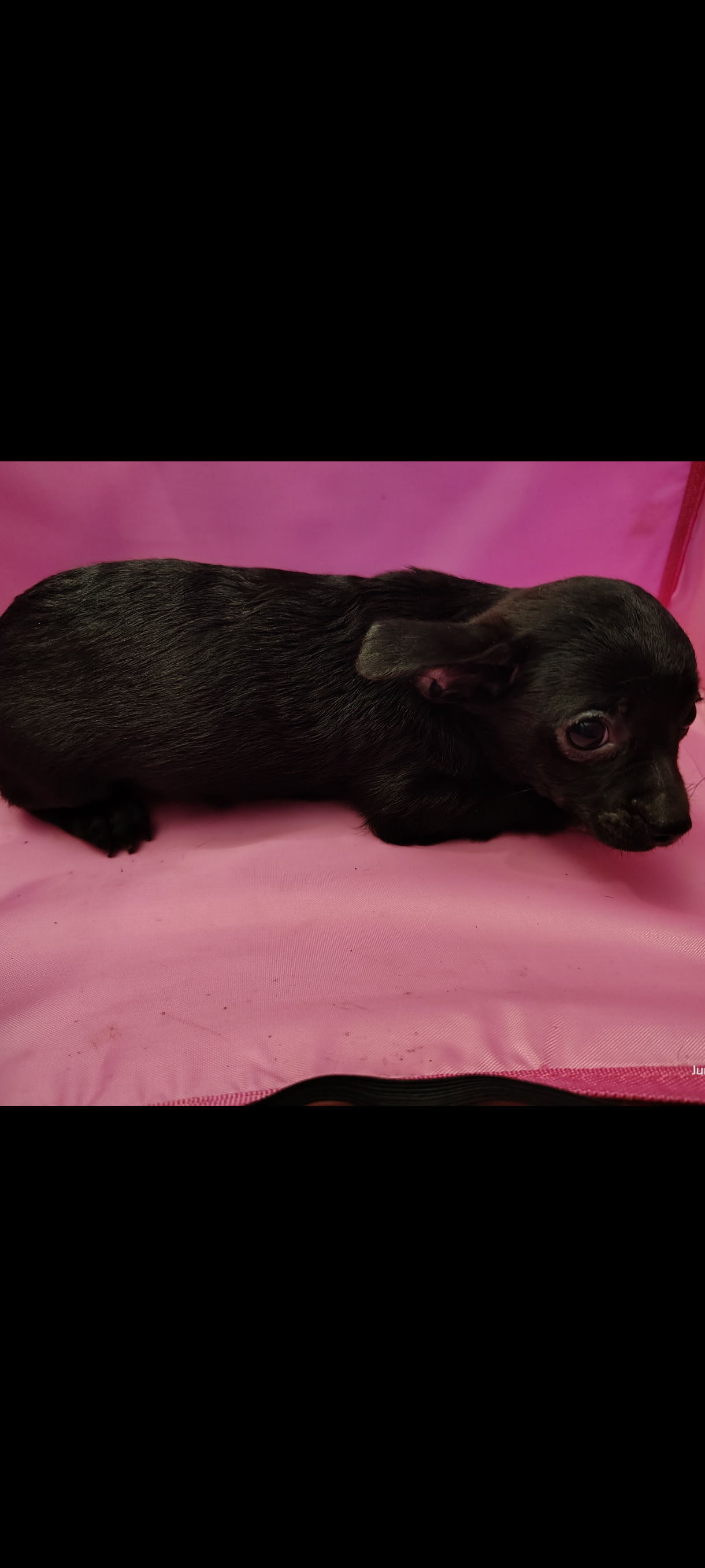 Chihuahua Puppies image 2