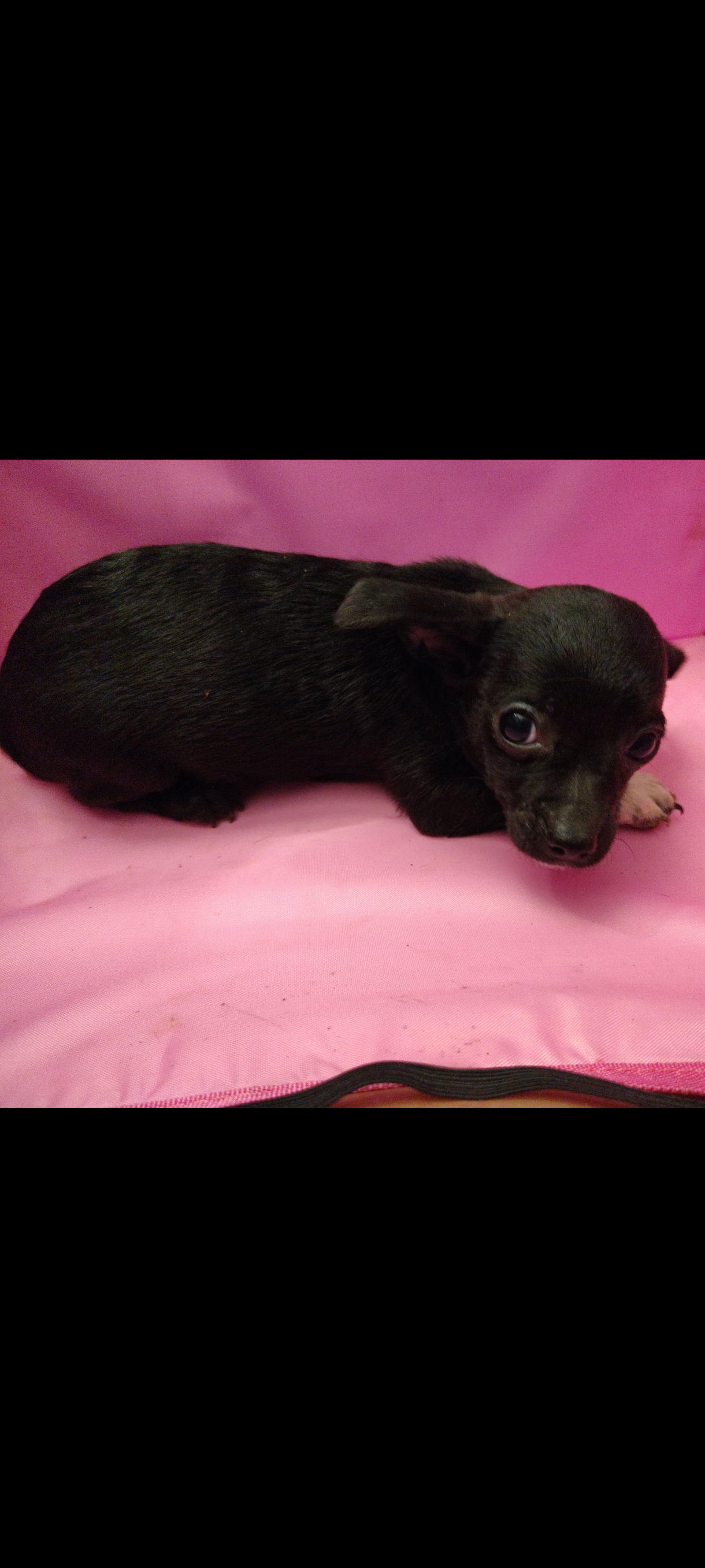 Chihuahua Puppies image 3