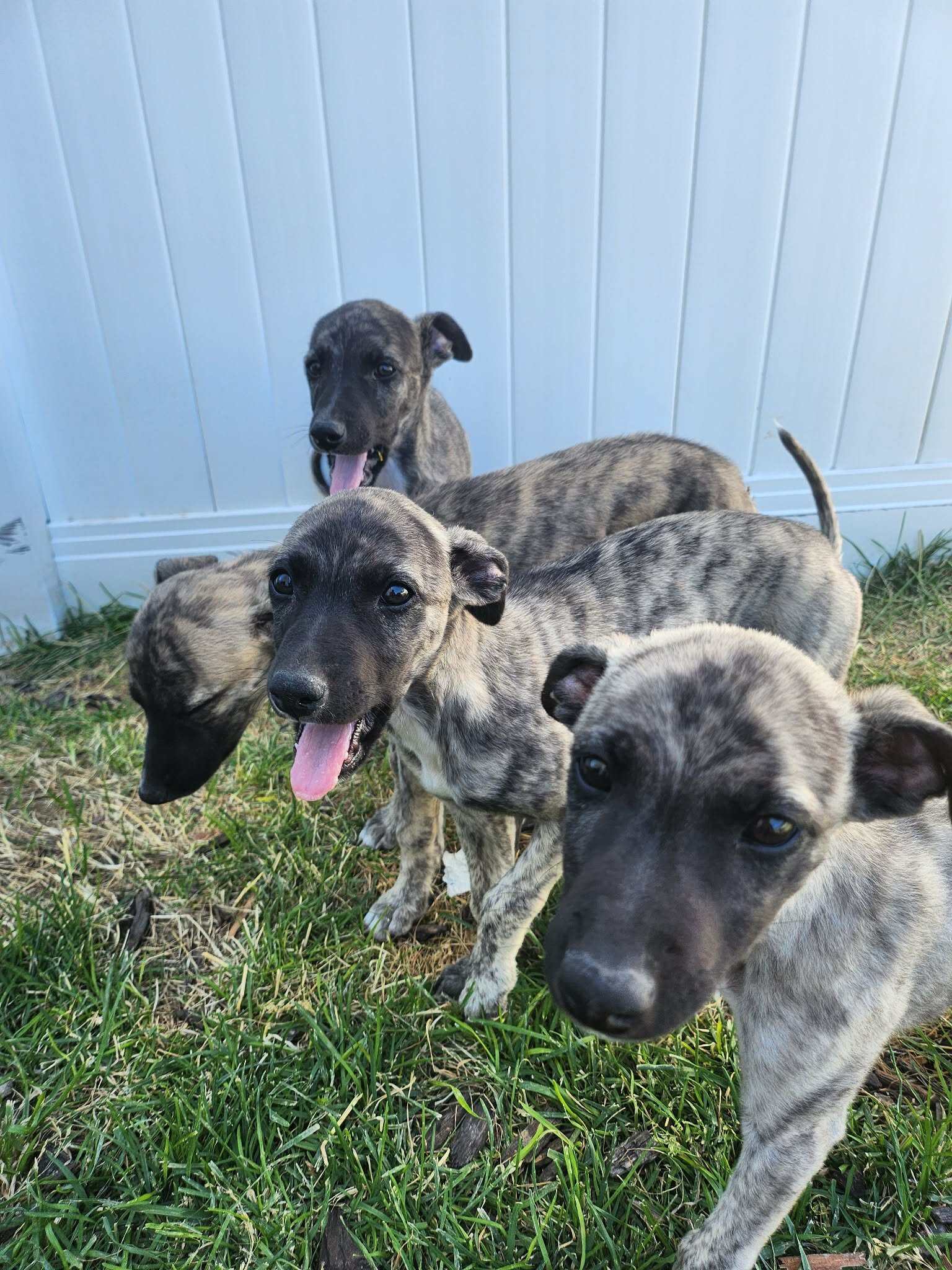Pure Breed Whippet Puppies for Sale image 6