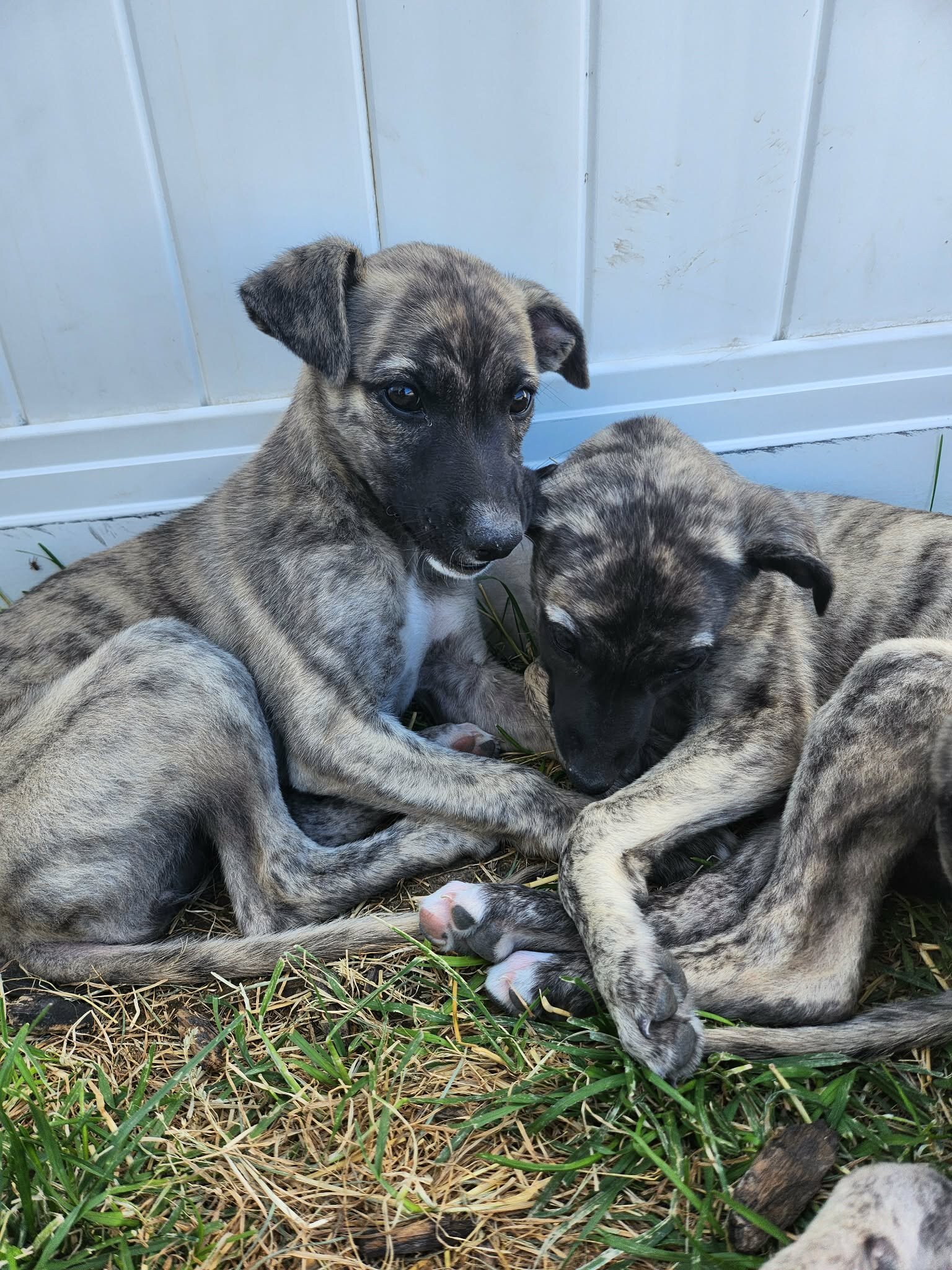 Pure Breed Whippet Puppies for Sale image 5