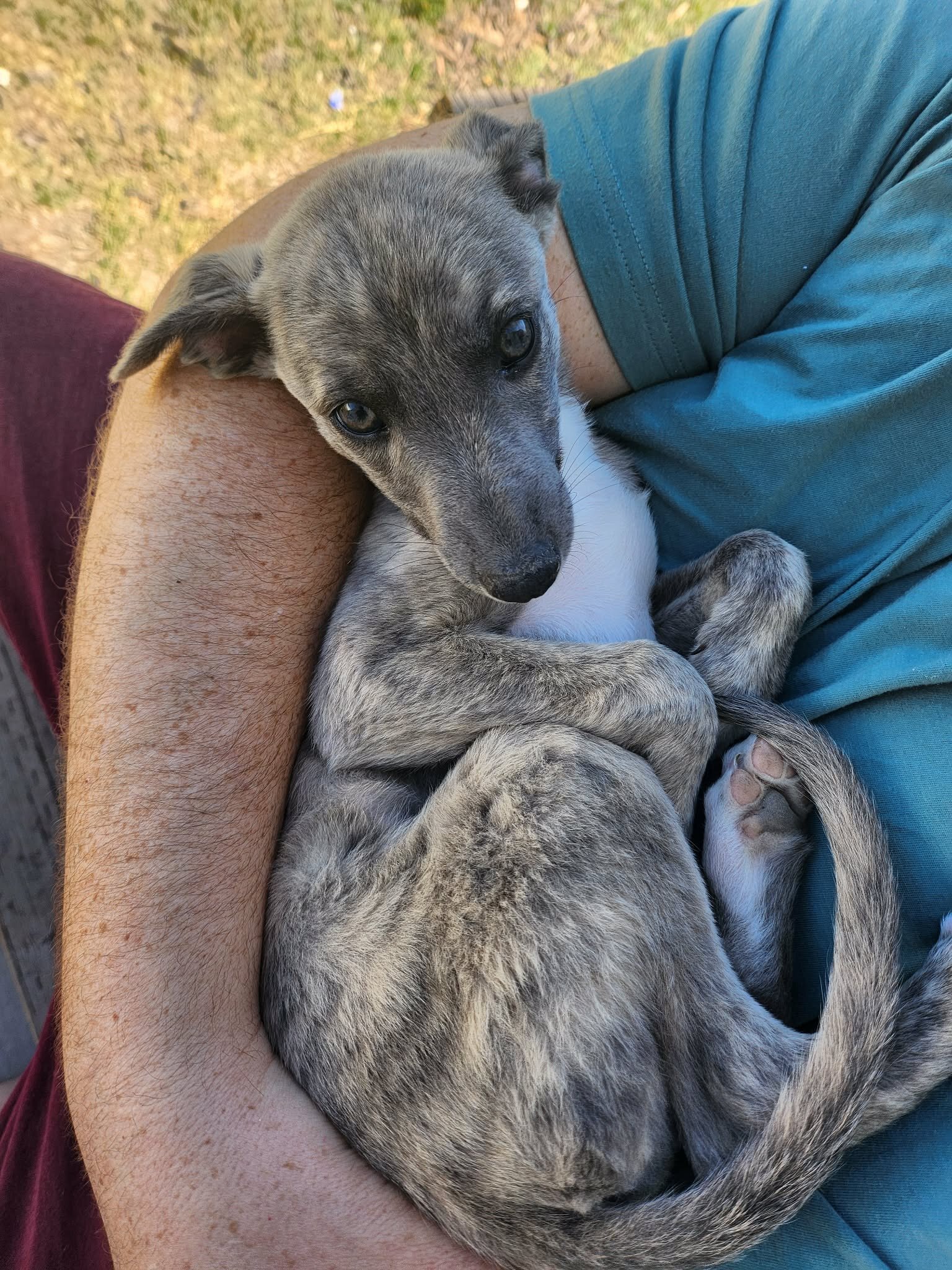 Pure Breed Whippet Puppies for Sale image 1