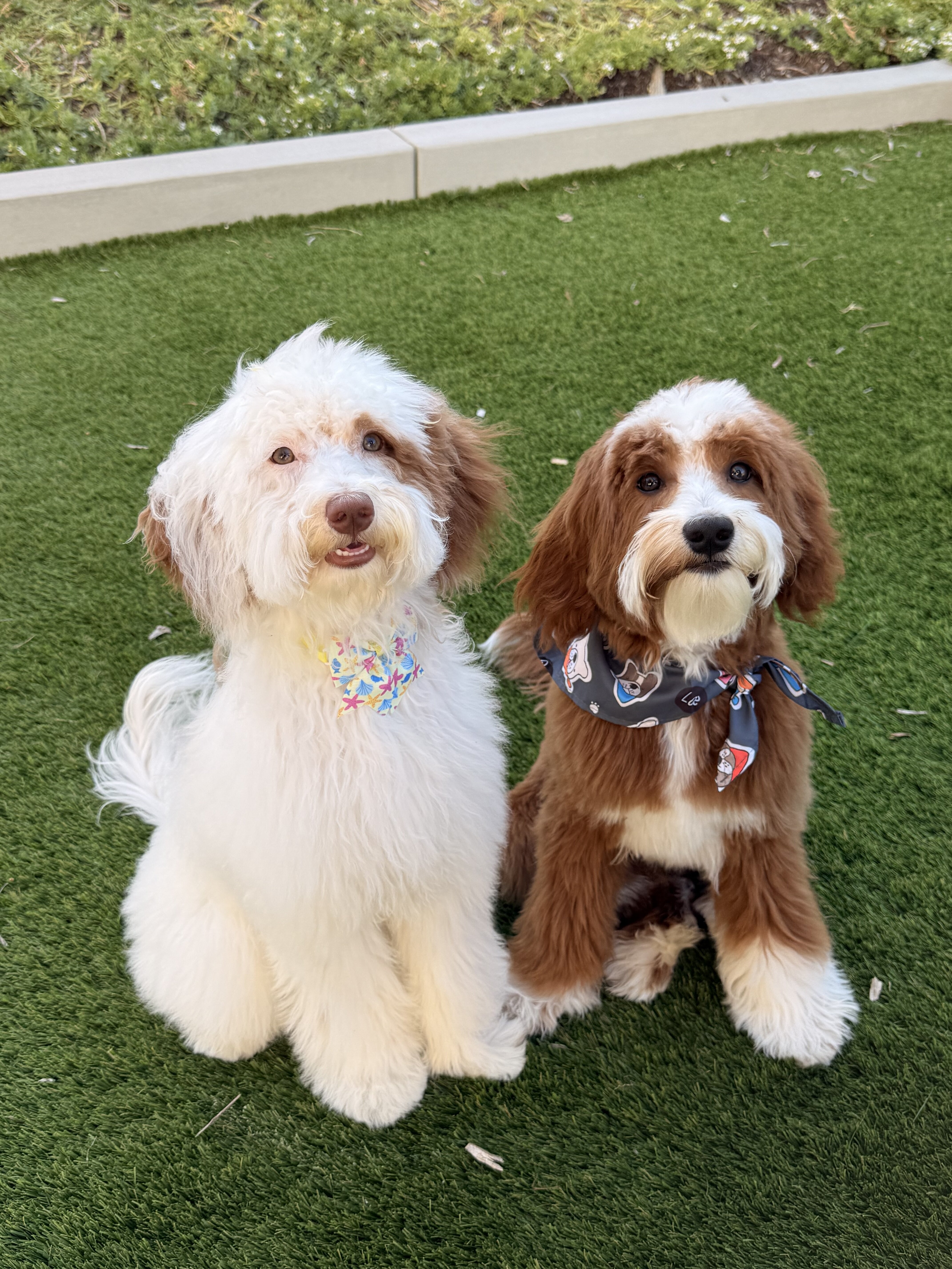 Goldendoodle image 2