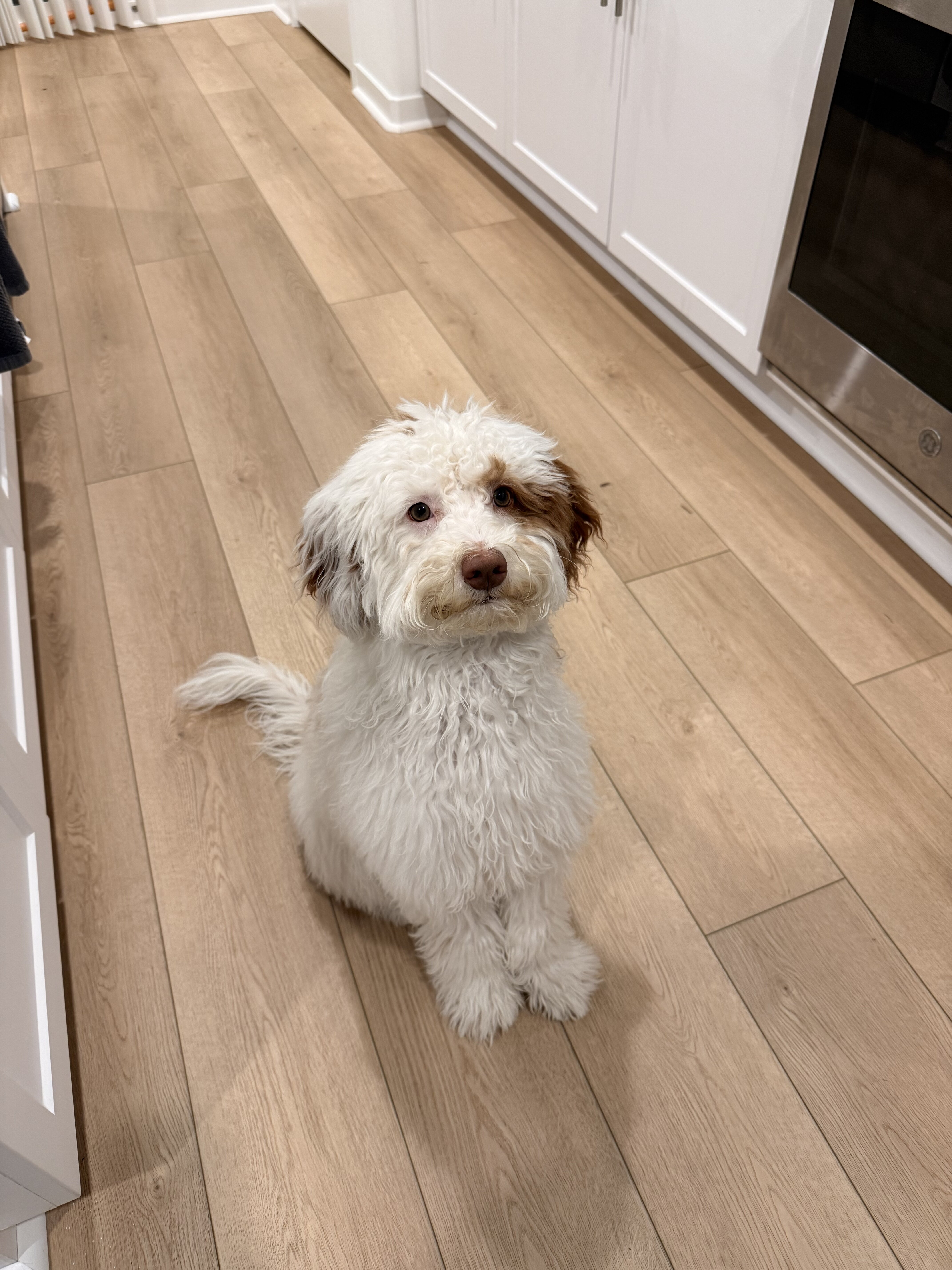 Goldendoodle image 1