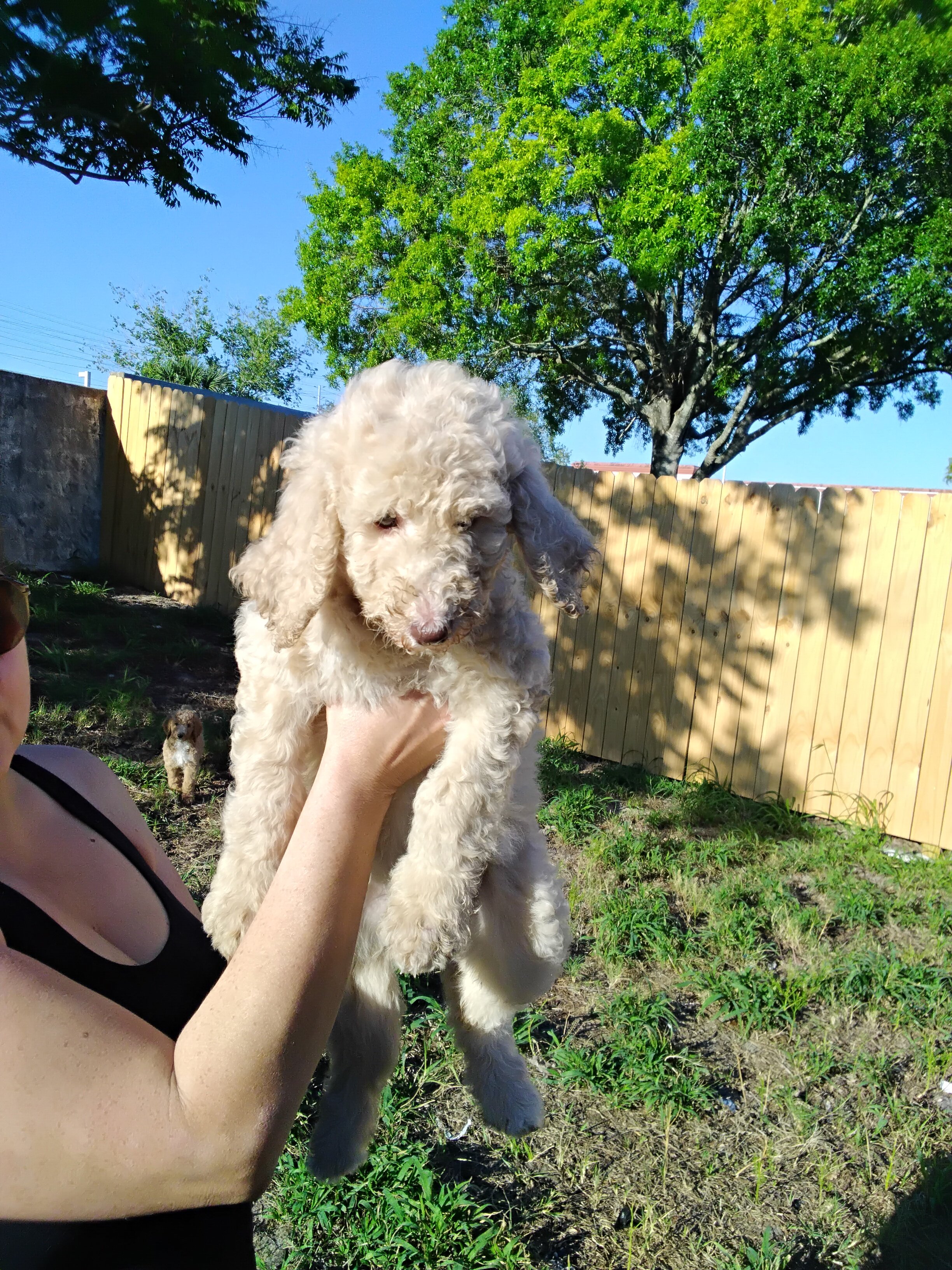 Goldendoodle image 2