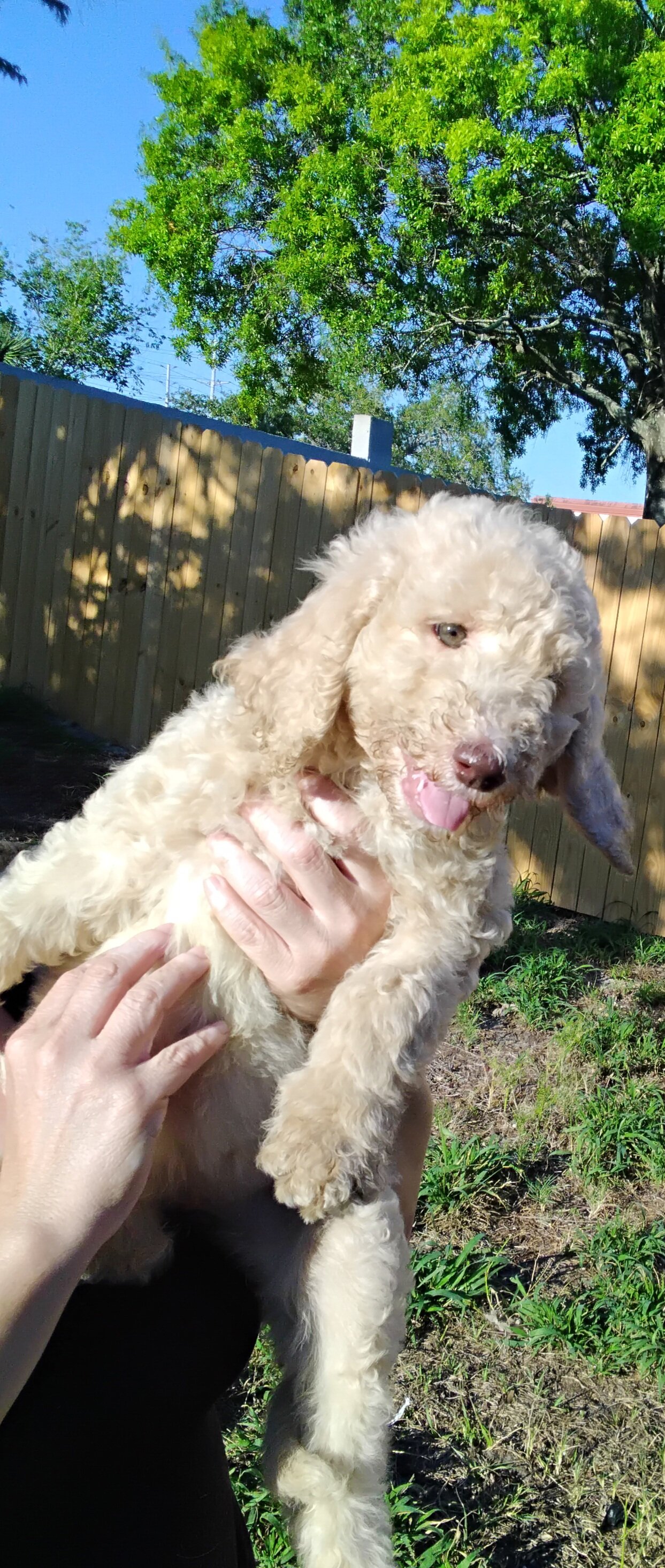 Goldendoodle image 1